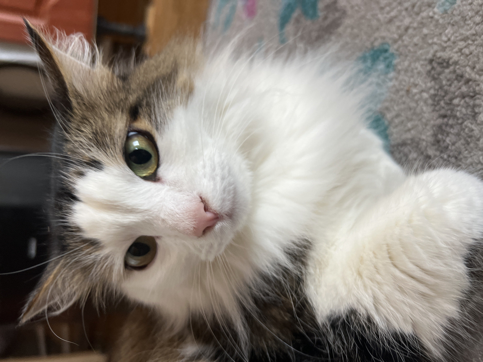 A close-up, slightly tilted portrait captures a domestic cat, likely indoors in Zhigalki, Russia. The cat has striking green eyes with dilated pupils and a soft pink nose. Its fur is a mix of white, brown, and gray, with prominent white fur on its chest, chin, and around its eyes. Long, fluffy white fur extends around its face, and its ears feature delicate tufts of white hair. Several long, thin whiskers protrude from its muzzle.
The cat's head is slightly tilted, and it looks directly into the camera with a calm and curious expression. No specific activity is taking place beyond the cat resting and observing. The background is softly blurred, showing muted tones of gray, teal, and hints of brown, possibly indicating a patterned blanket, carpet, or furniture. The lighting appears soft and even, highlighting the cat's features. There is no visible text in the image. The time of day is not discernible from the indoor setting.
