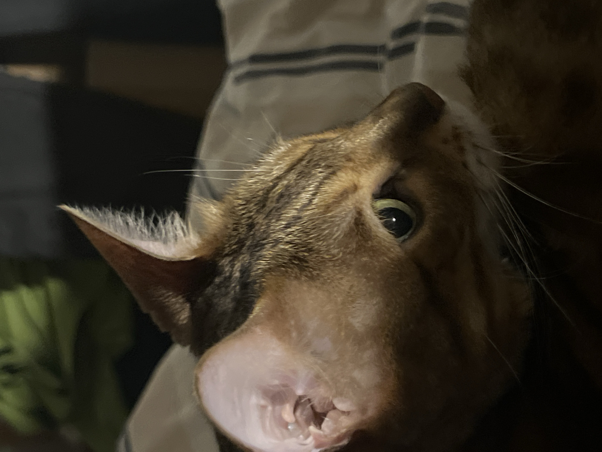 The image is a close-up, side-profile shot of a tabby cat, its face illuminated by warm light. The cat's fur is a mix of brown and black stripes, with prominent white markings around its ear and muzzle. Its large, green eye is in sharp focus, reflecting the light. The background is blurred, showing a hint of a striped blanket or bedding. The scene appears to be indoors, possibly a domestic setting. There is no identifiable information about the location being in Yekaterinburg, Russia.