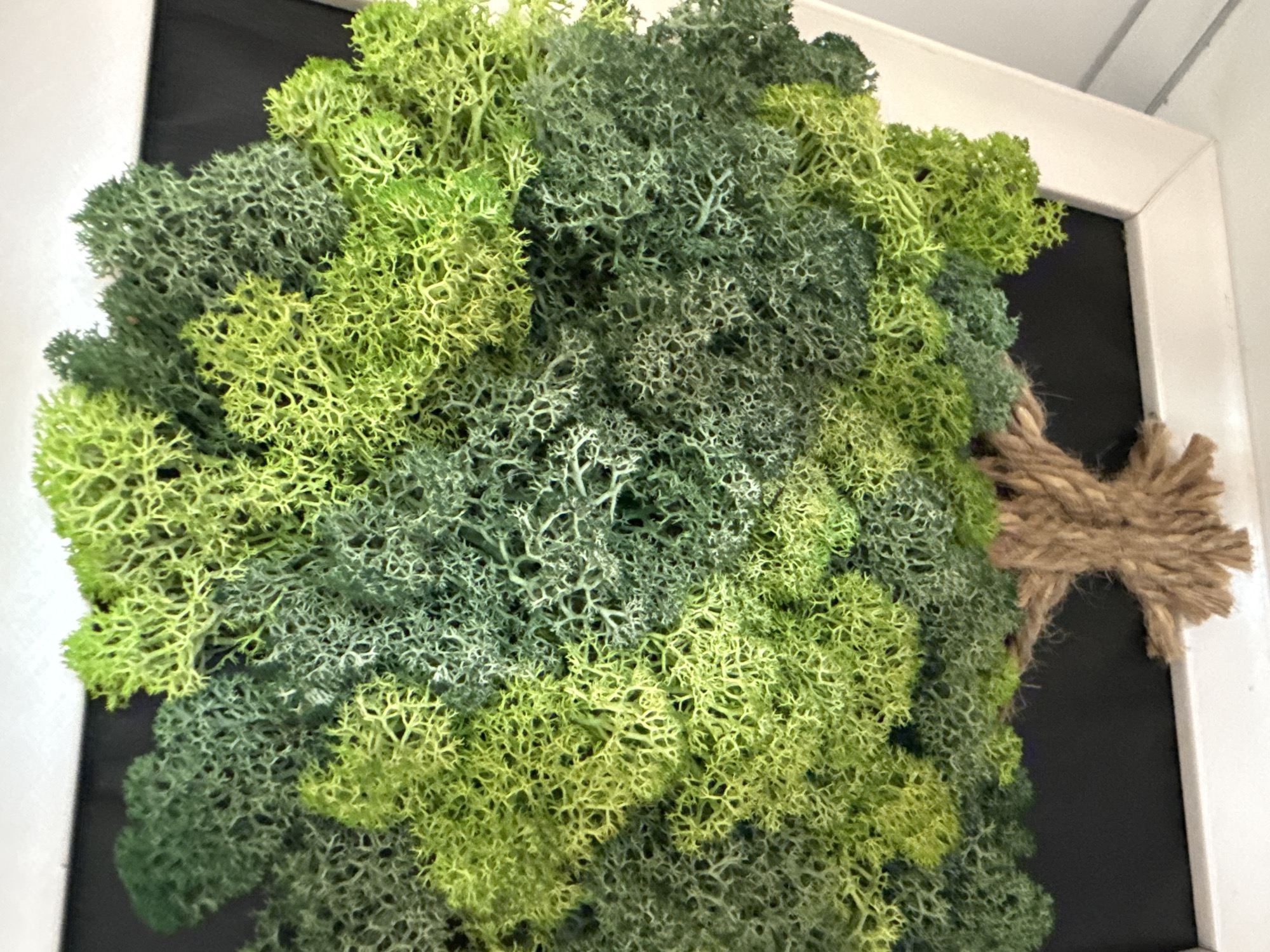 A close-up, eye-level shot features a decorative tree made of preserved moss. The moss is in varying shades of green, from a bright, almost lime green to a deep forest green, creating a textured canopy. The trunk of the tree is made of thick, twisted rope, appearing brown and coarse. The tree is set against a dark background, possibly a blackboard or dark fabric, and is framed by a white border that extends out of view at the bottom and right edges of the frame. The lighting is even, highlighting the intricate patterns of the moss. The setting appears to be indoors, possibly a home or studio, with a white wall visible in the upper right corner. The overall impression is one of a decorative art piece, possibly a wall hanging.