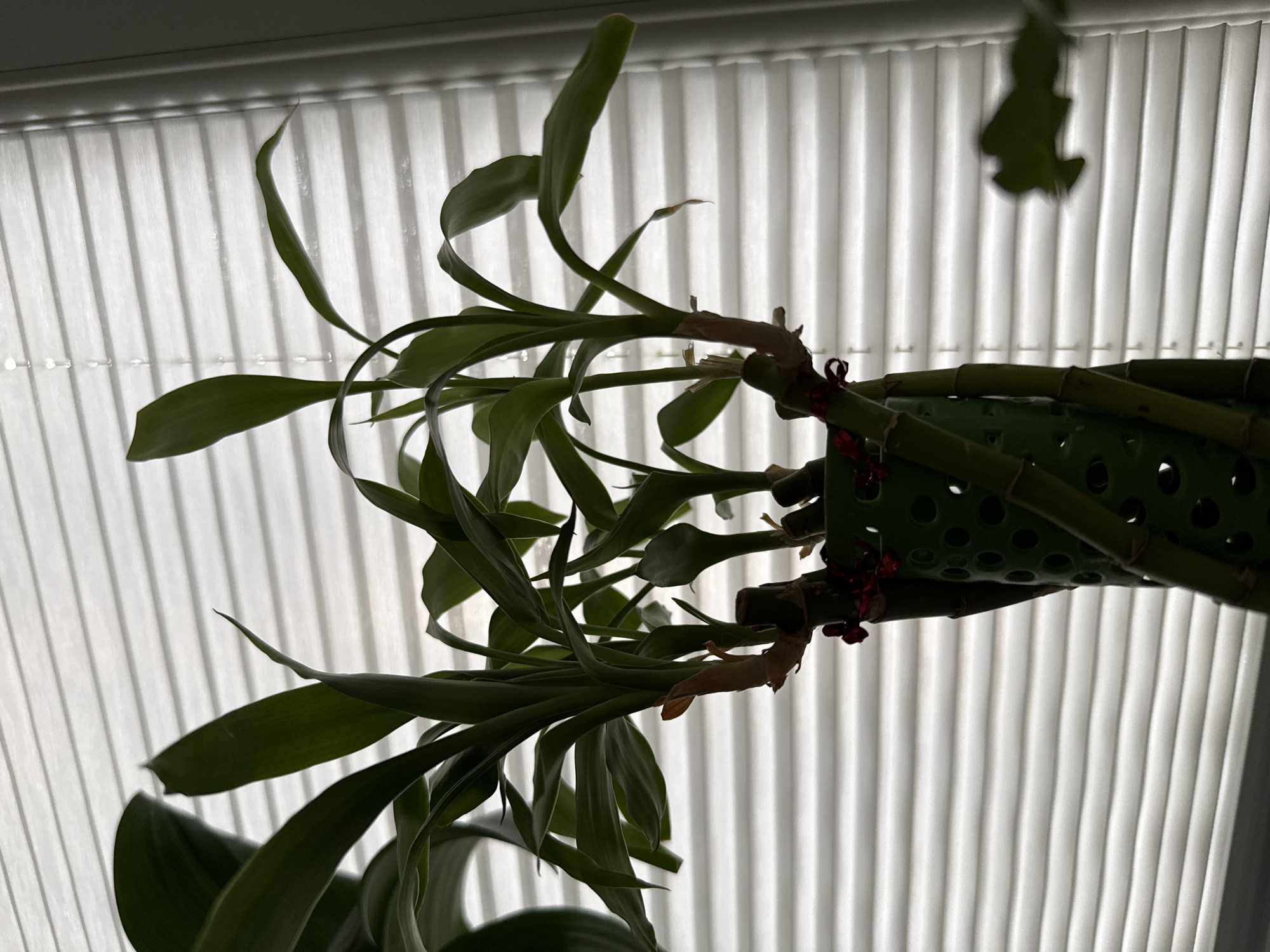 The media file shows a close-up, silhouetted view of a plant with long, arching green leaves. The plant appears to be an orchid or similar epiphytic plant, suspended or mounted within a green, perforated container. The container itself is made of a rigid material, possibly plastic, with numerous circular openings. The plant's stems and roots are visible, with some dry, brown aerial roots extending outwards. Small red ties are used to secure parts of the plant to the container.
The background is a stark white, vertically ribbed surface, resembling vertical blinds or a pleated curtain. This creates a strong backlight effect, casting the plant in shadow and highlighting its form. The lighting suggests it is daytime, possibly with the sun behind the blinds. There is no visible text. The scene evokes a sense of a home environment where an indoor plant is being displayed or cultivated. The overall mood is quiet and natural, with the focus solely on the plant and its intricate structure against a simple, bright backdrop. The location context of Tashkent, Uzbekistan, is noted but not visually evident within the frame.