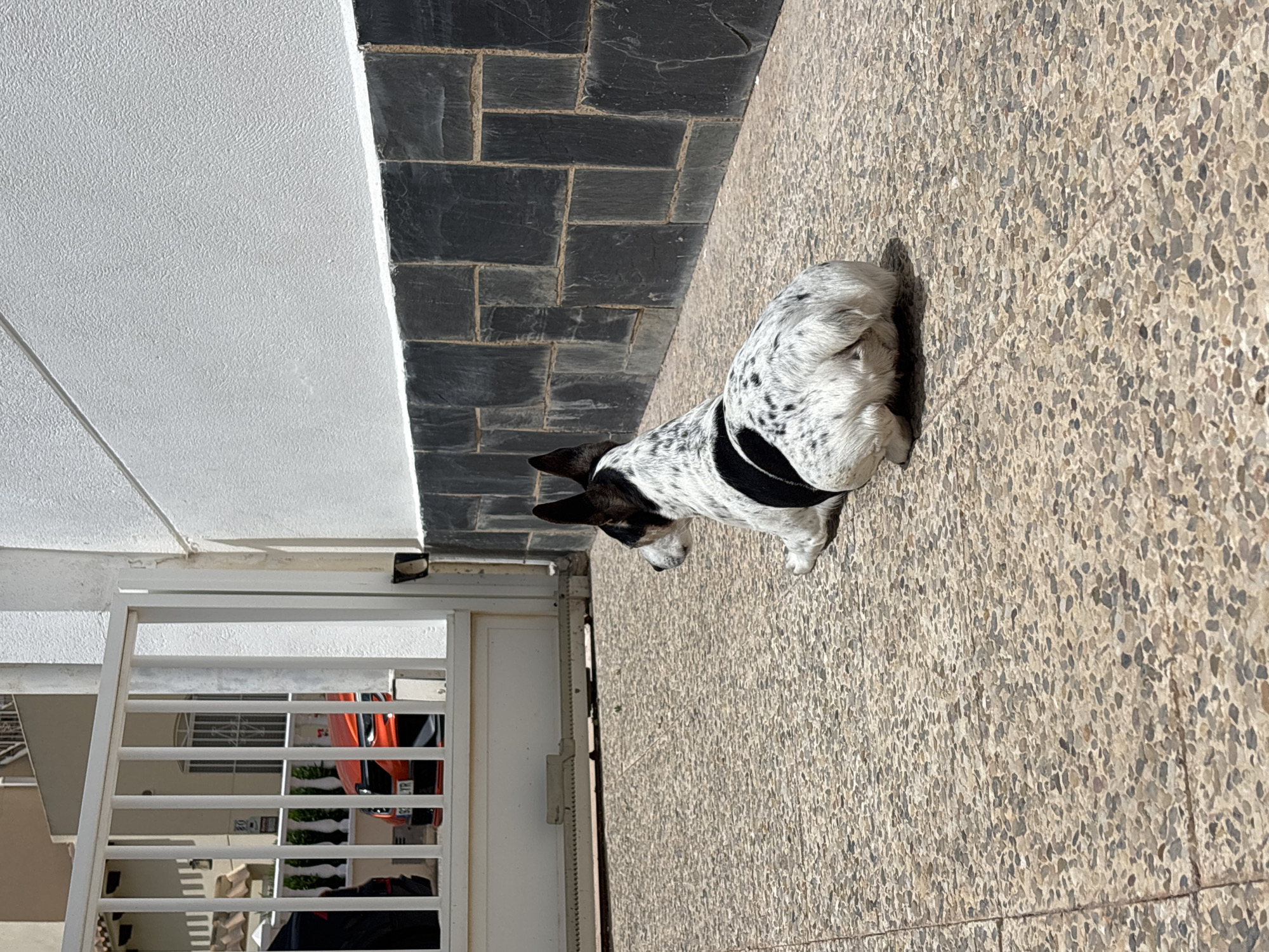 A black and white speckled dog is resting on a textured stone patio in front of a white metal gate. The dog is facing away from the camera, looking towards the gate and a bright orange car visible through it. The background features a white building with black stone accents and some greenery. The scene appears to be in a residential area, likely a courtyard or driveway in Orihuela, Spain, given the architectural style and the presence of outdoor tiling common in the region. The lighting suggests a sunny day.