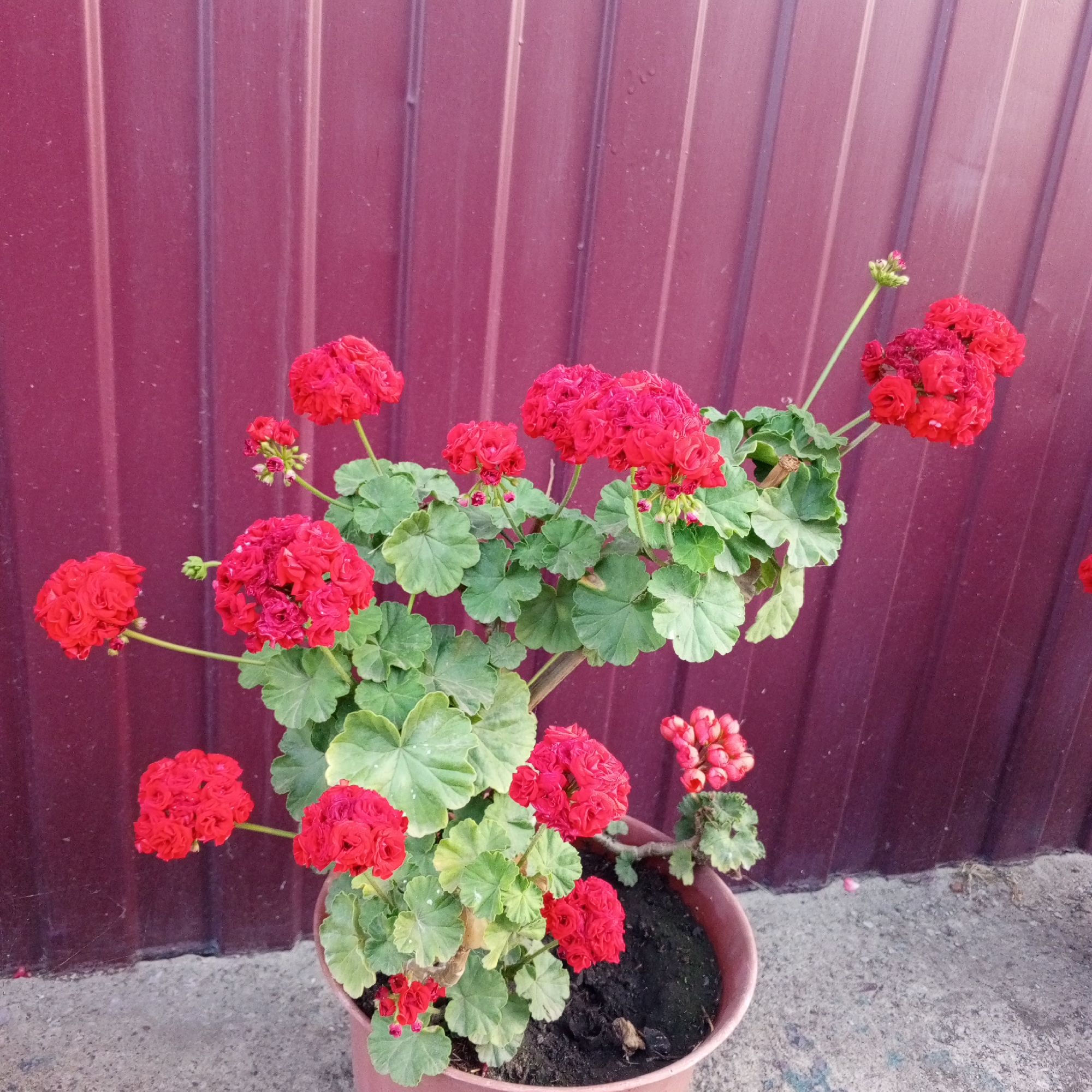 A potted geranium with bright red flowers and green leaves sits on a concrete surface in front of a corrugated metal fence. The fence is a deep reddish-purple color and has vertical ribbed lines. The concrete appears somewhat weathered. The scene is outdoors, likely in a yard or garden area. There are no people visible in the image. The lighting suggests it is daytime, possibly late afternoon given the shadows. This scene could be located in Sayanogorsk, Russia, given the typical residential landscaping and fencing styles found in such locations.