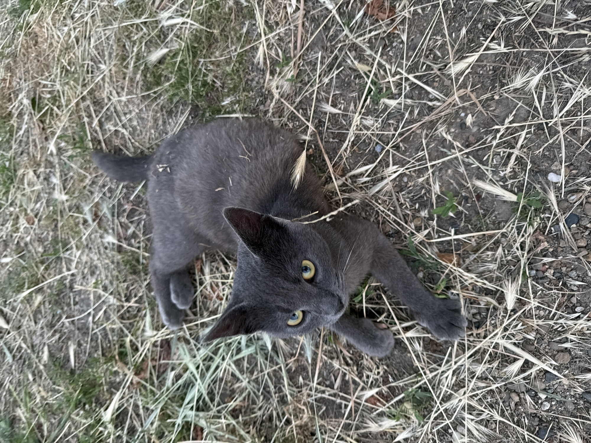 A gray cat with yellow eyes is lying on the ground in Komsomolskiy, Russia. The ground is covered with dry grass and dirt. The cat is looking up at the camera.