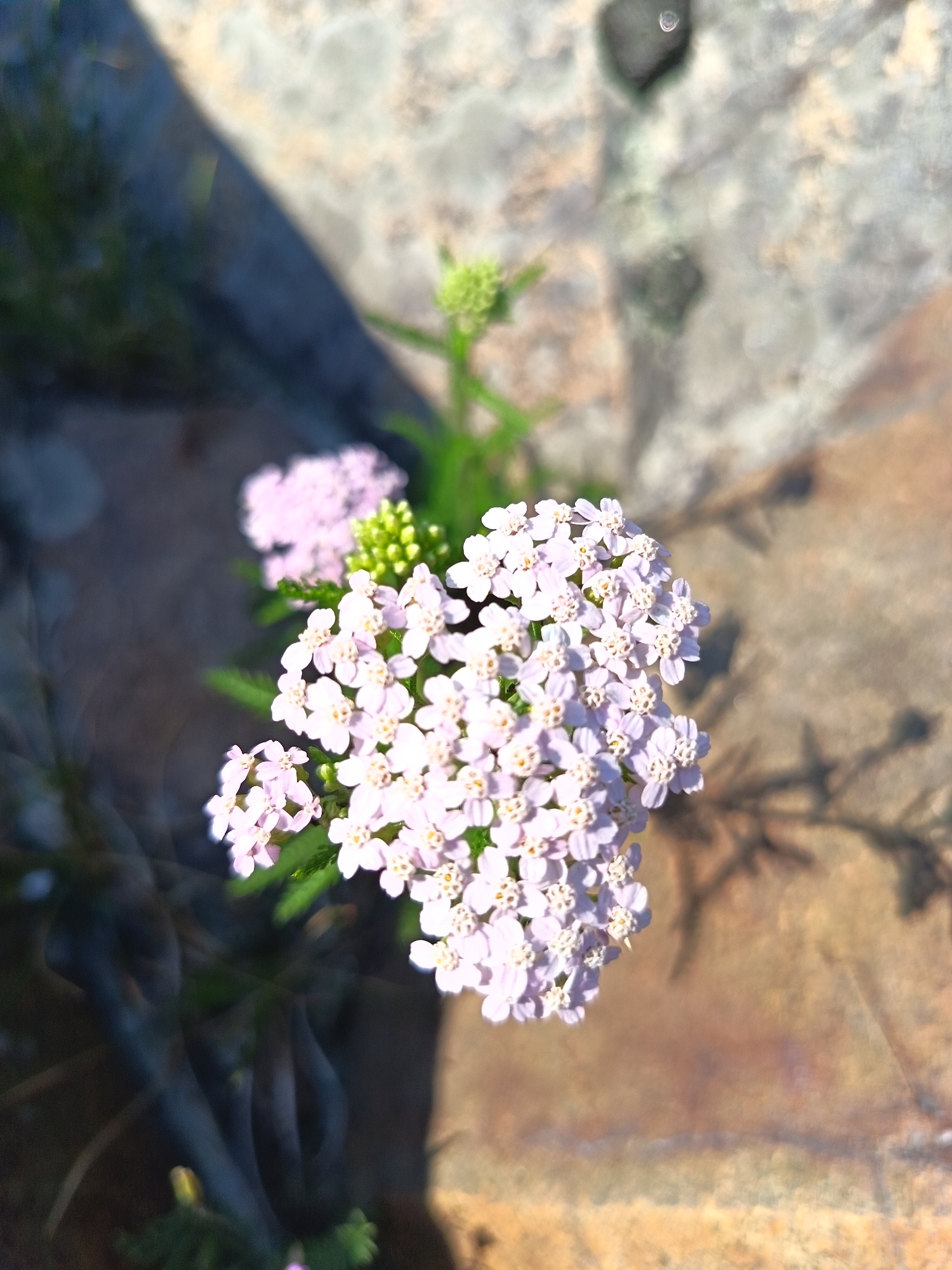 A close-up, overhead shot focuses on a cluster of small, pale pink flowers with yellow centers, blooming from a green stem. The flowers are clustered together, forming a dome-like shape. Behind the flowers, a rough, textured surface of large, light-colored stones is visible, with shadows cast across it. To the left of the flowers, a dark, out-of-focus area suggests foliage or ground cover. The lighting is bright, indicating a sunny day. The scene is a natural outdoor setting. There is no indication of human presence or activity.