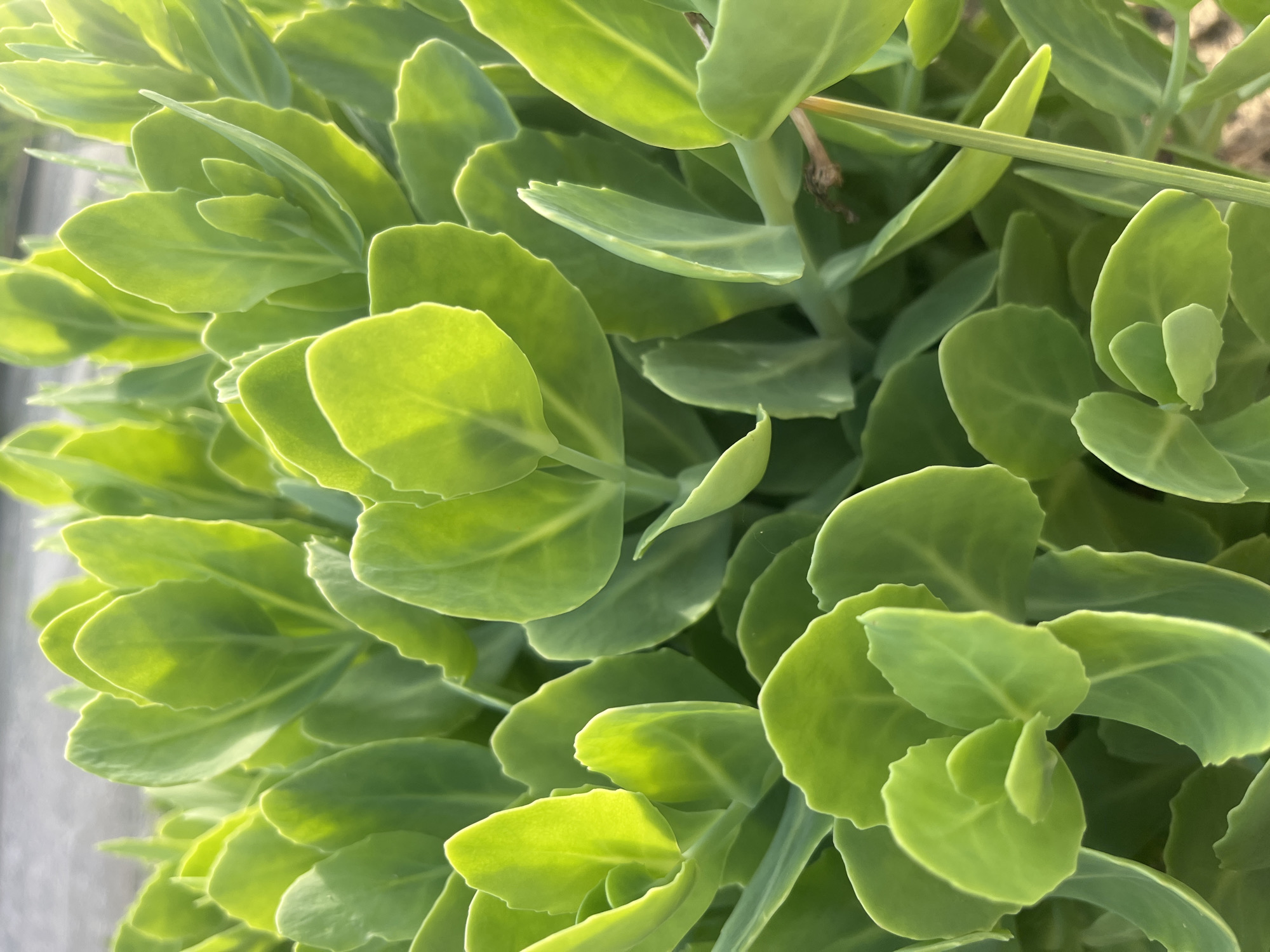 The image shows a close-up view of lush, vibrant green leaves of a plant, likely a succulent, in Shyshlivtsi, Ukraine. The leaves are plump and fleshy, with a slightly waxy texture and visible veins. Sunlight filters through the leaves, creating highlights and shadows, giving the foliage a luminous quality. The background is blurred, suggesting the photo was taken outdoors, possibly in a garden or natural setting. The focus is entirely on the intricate details of the plant's leaves, showcasing their natural beauty and growth pattern. No people, animals, or man-made objects are visible in the frame.