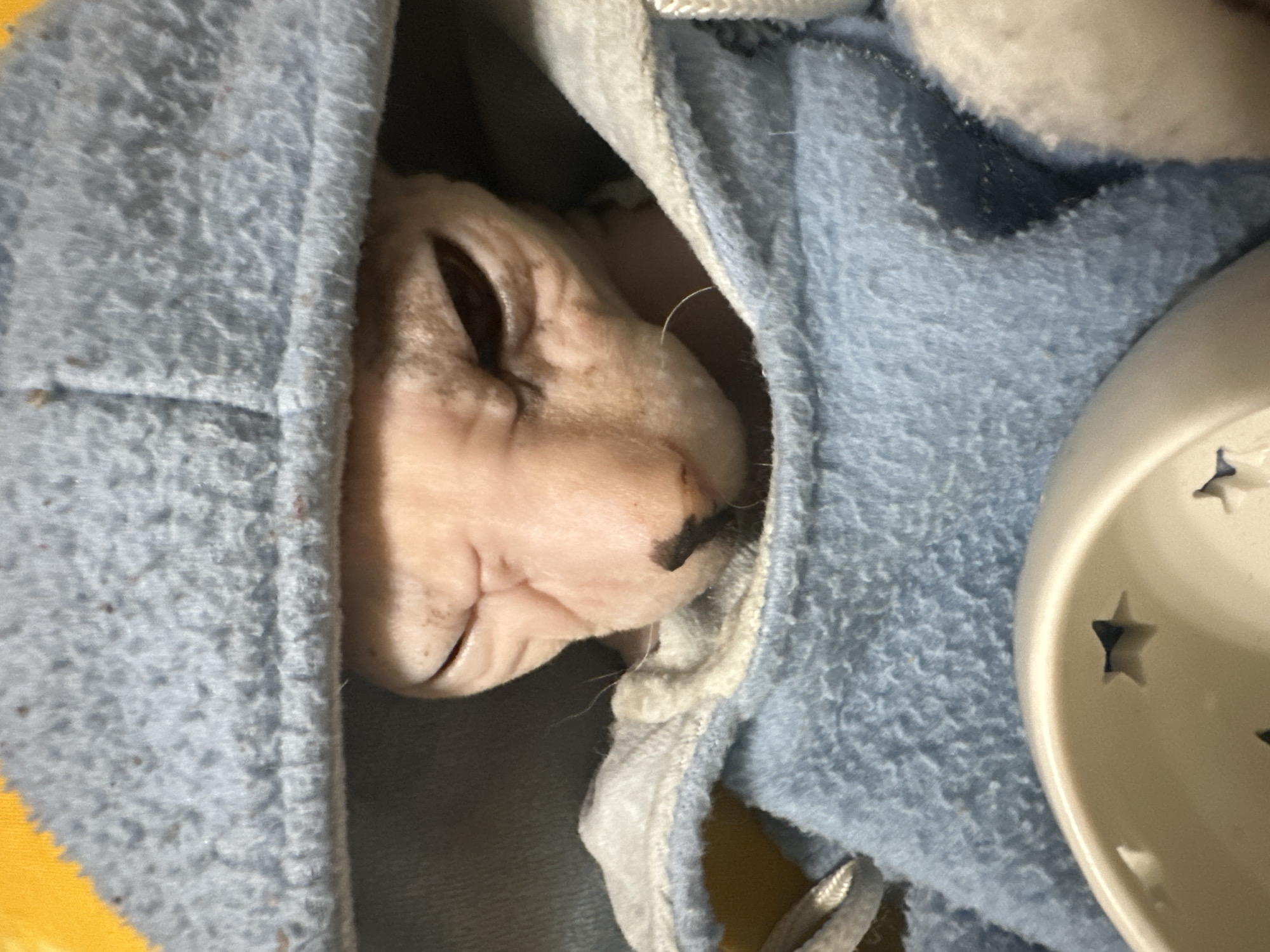 The image shows a close-up of a Sphynx cat wearing a light blue hooded garment. The cat's eyes are partially closed, and its wrinkled skin is visible. The garment appears to be made of soft, fleece-like material. The cat is positioned in a way that suggests it is resting or being held. A white bowl with star-shaped cutouts is visible in the lower foreground. The background is out of focus, but hints of yellow and darker tones are present. There are no identifiable landmarks or contextual clues that would place this image in Togliatti, Russia, or any specific city.
