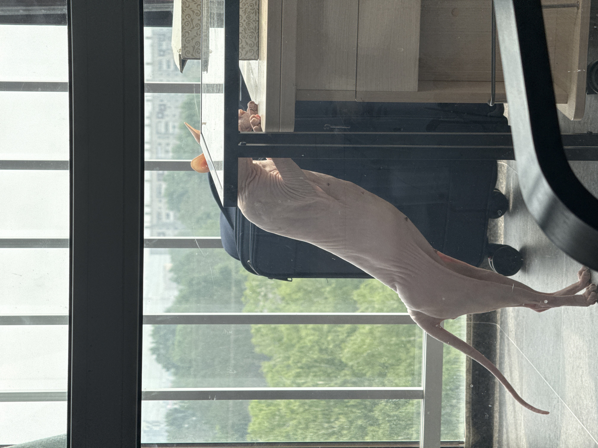 A hairless cat, likely a Sphynx breed, is stretching its body out horizontally against a table with a glass top. The cat is pink-skinned and its tail is extended behind it. In the background, through a window with vertical blinds, a city skyline is visible, suggesting an urban setting. Green trees are also visible outside the window. The scene appears to be indoors, with furniture including a table and a piece of luggage in the foreground. The lighting suggests daytime. The location is in the city of Krasnoyarsk, Russia.