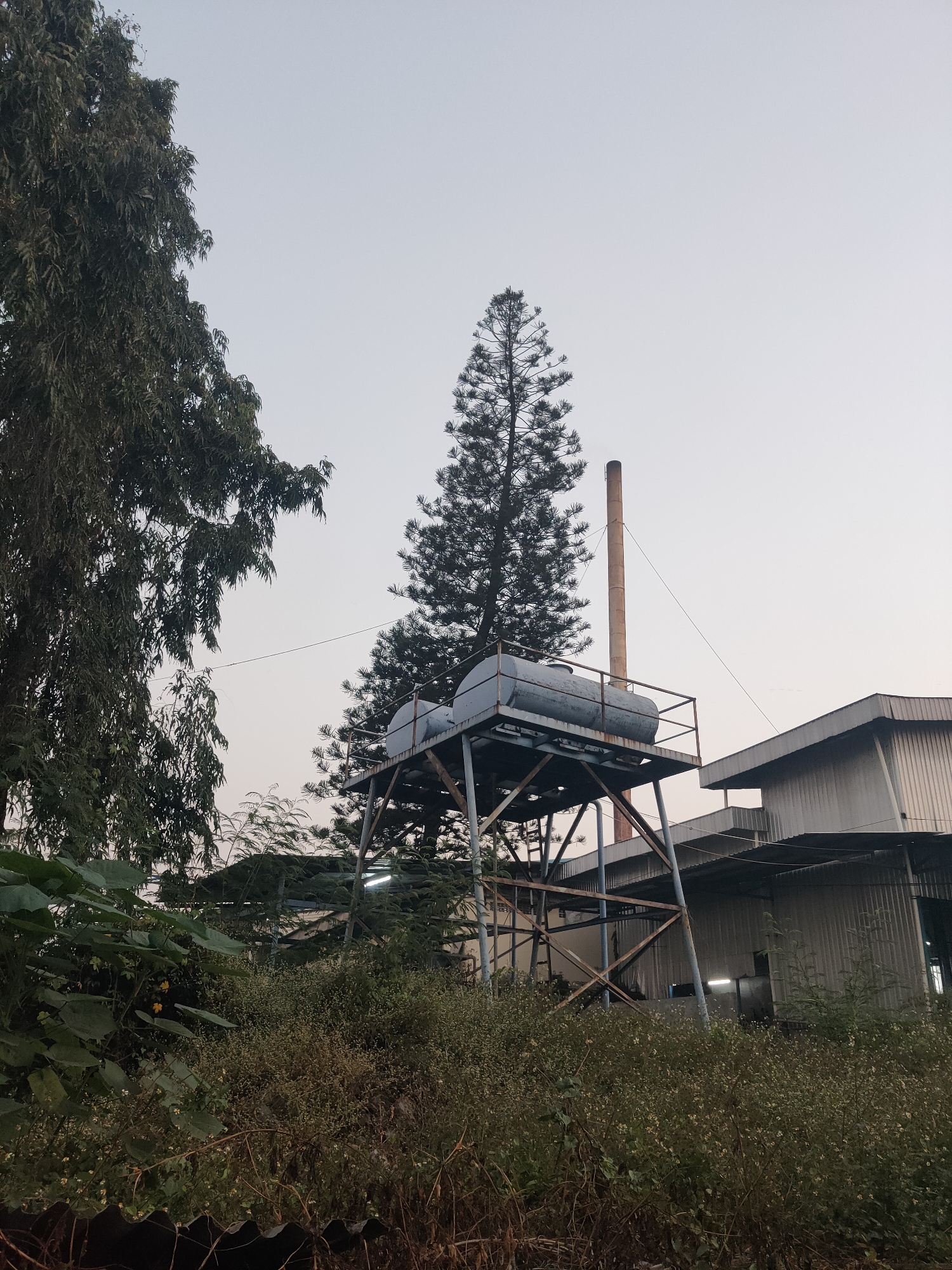 In Beji, Indonesia, a scene unfolds with a large, metallic industrial building dominating the right side of the frame, characterized by its corrugated metal siding. To its left, a tall, slender chimney stack rises, painted in a warm orange hue, suggesting active industrial processes. In front of the building and chimney, a metal water tank structure is visible, supported by a rusty, open-frame metal tower. Two cylindrical water tanks sit atop this structure.
The foreground is abundant with lush, untamed vegetation, including tall grasses, leafy plants, and scattered small flowers, creating a natural contrast to the industrial elements. On the far left, a large tree with dense foliage extends into the upper portion of the image. The sky above is a pale, hazy gray, indicating either dawn, dusk, or an overcast day. The overall impression is one of an industrial area partially reclaimed by nature, possibly on the outskirts of a settlement in Beji. There are no people or animals visible in the image.