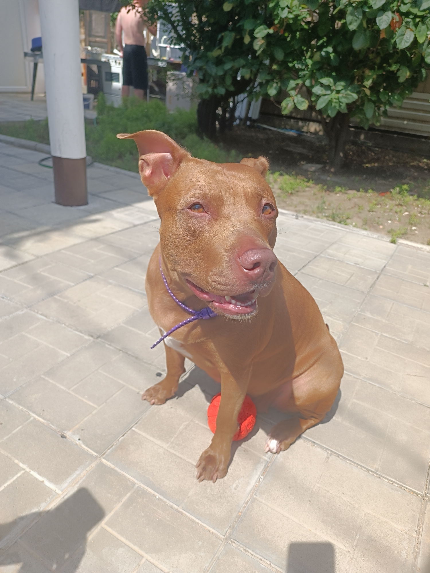 An outdoor, medium shot shows a tan pit bull dog sitting on a gray tiled patio, facing forward with its head turned slightly to the right. The dog is wearing a purple collar with white polka dots. A bright red ball rests under its front paws. In the background, a blurry figure of a person stands near an outdoor cooking area. Green foliage and a tree are visible behind the person. The patio tiles are bathed in sunlight, casting shadows. The overall scene depicts a casual outdoor setting.