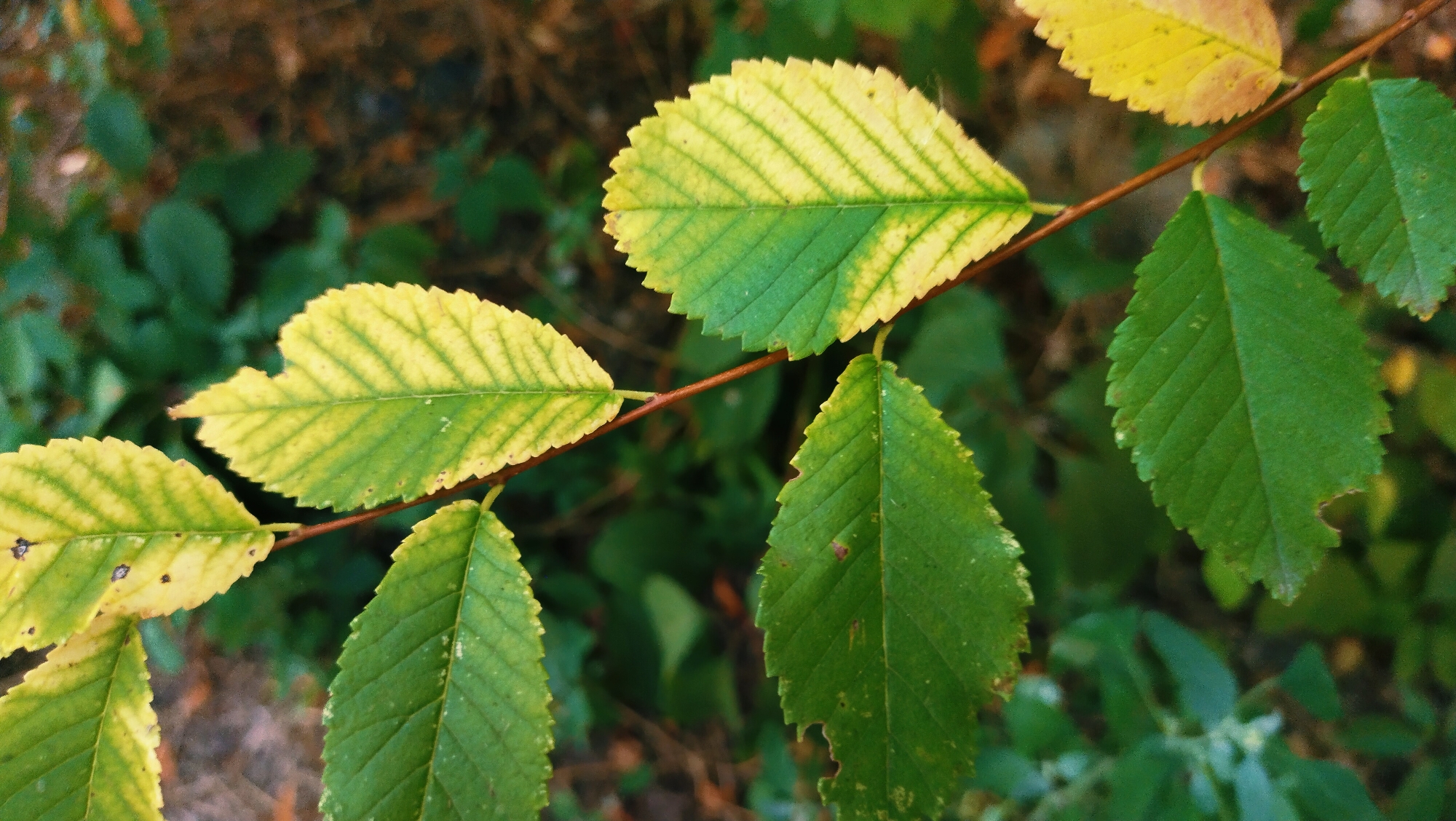 The image shows a close-up of a branch with several leaves. Some of the leaves are green, while others are yellowing, indicating a change of season. The leaves have serrated edges and prominent veins. The background is blurred, consisting of green foliage and some brown, earthy tones. This scene is likely in a natural setting, such as a park or forest, within the city of Horishni Plavni, Ukraine, given the context provided. There are no people, animals, or specific man-made objects clearly visible.