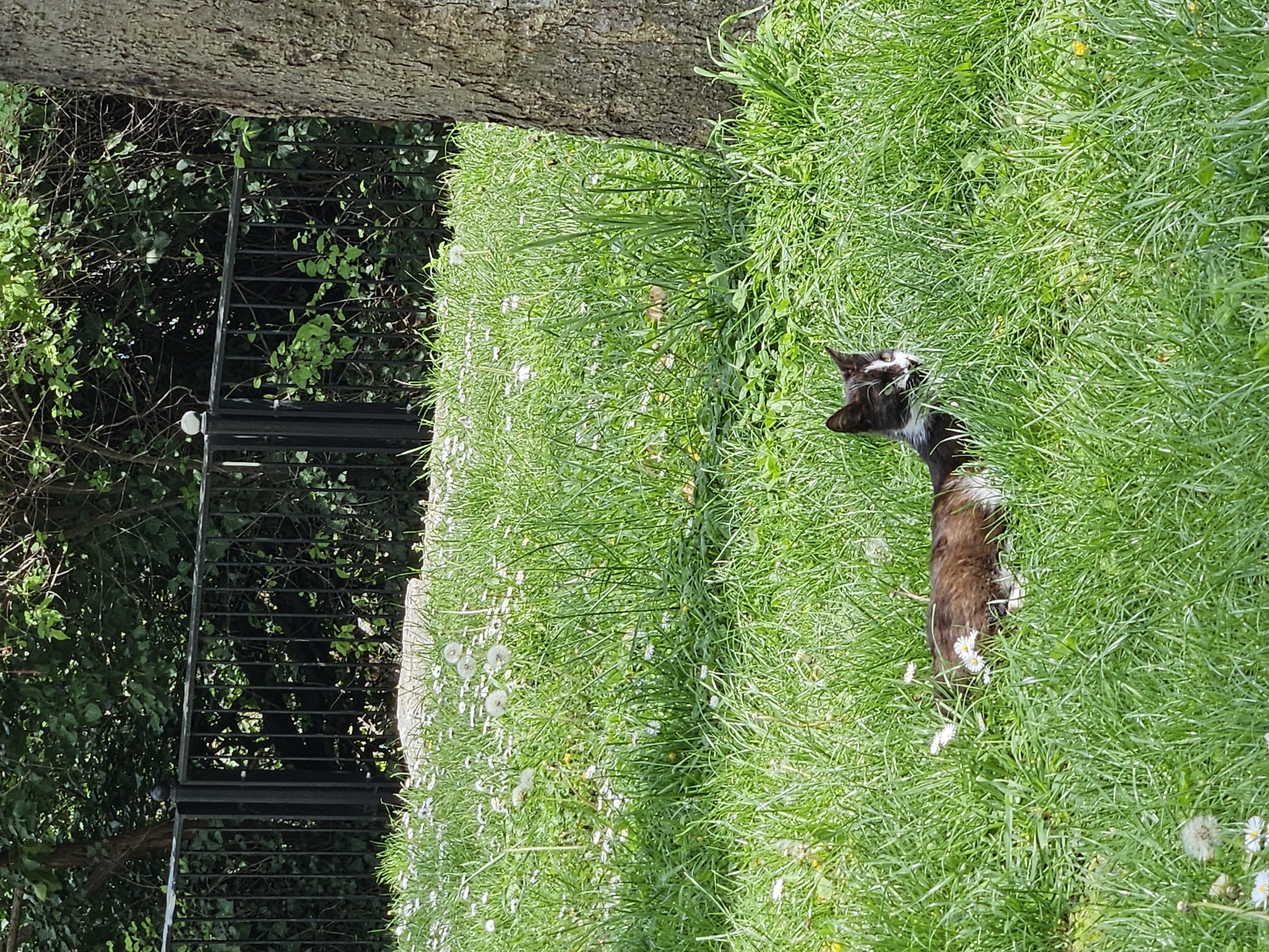 The image shows a domestic long-haired cat lying in a grassy field. The cat is mostly brown with white markings on its face, chest and paws. The grass is green and thick, and appears unkempt with some wildflowers scattered throughout. Adjacent to the field is a metal fence/ladder, partially obscured by trees and shrubbery. A tree trunk is visible in the background. The location is Varna, Bulgaria.