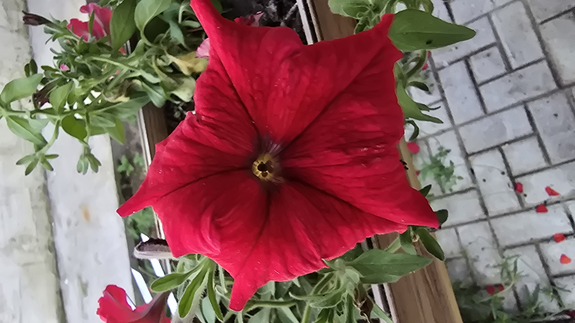 A close-up, low-angle shot focuses on a vibrant red petunia flower in full bloom, its star-shaped petals unfurling outward from a dark, yellowish-brown center. The flower's velvety texture is visible, with subtle variations in color and some water droplets scattered across its surface. Behind the prominent red flower, other green petunia leaves and stems are blurred, suggesting a garden or planter box setting. In the background, a light-colored concrete surface, possibly a wall or windowsill, is visible. The foreground shows a paved area with light gray rectangular bricks laid in a herringbone pattern, with a few scattered red petals lying on the ground. The overall scene is outdoors, with natural light illuminating the subject. The context of the city of Круглоозерное, Kazakhstan is not visually present in the image.