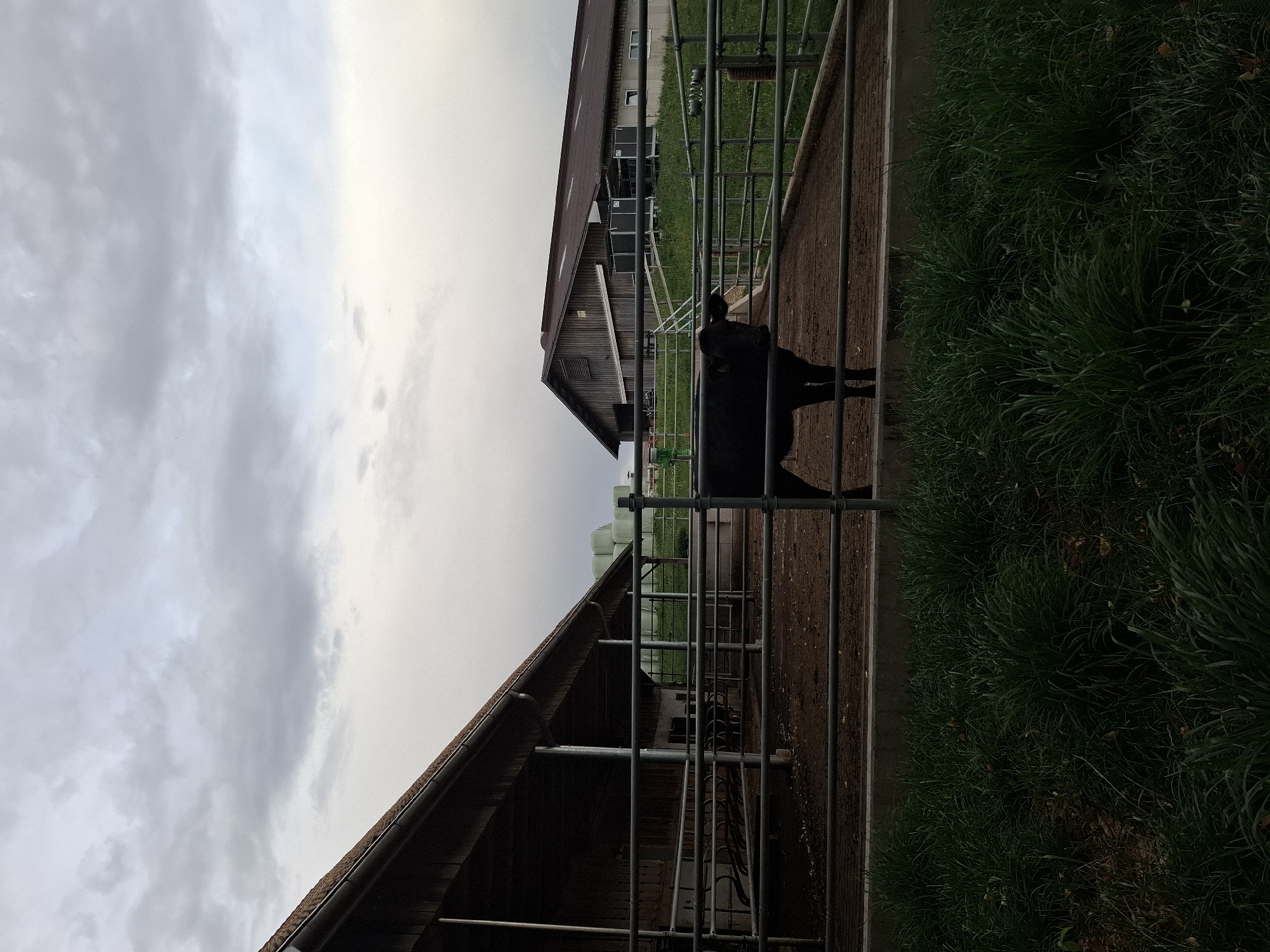 The image depicts a farm scene in Eschenbach (LU), Switzerland, under an overcast sky. In the foreground, lush green grass grows along a concrete border. Behind this, a metal fence encloses a dirt-floored pen. Within the pen, a black cow stands facing the camera, its head turned slightly. Further back, another farm building with a dark wooden exterior and a brown roof is visible. To the left, a partially covered structure, likely a barn or shelter, also features wooden siding and a roof. In the background, cylindrical bales wrapped in green plastic are stacked, suggesting hay or silage. The overall environment appears to be a functional agricultural setting.
