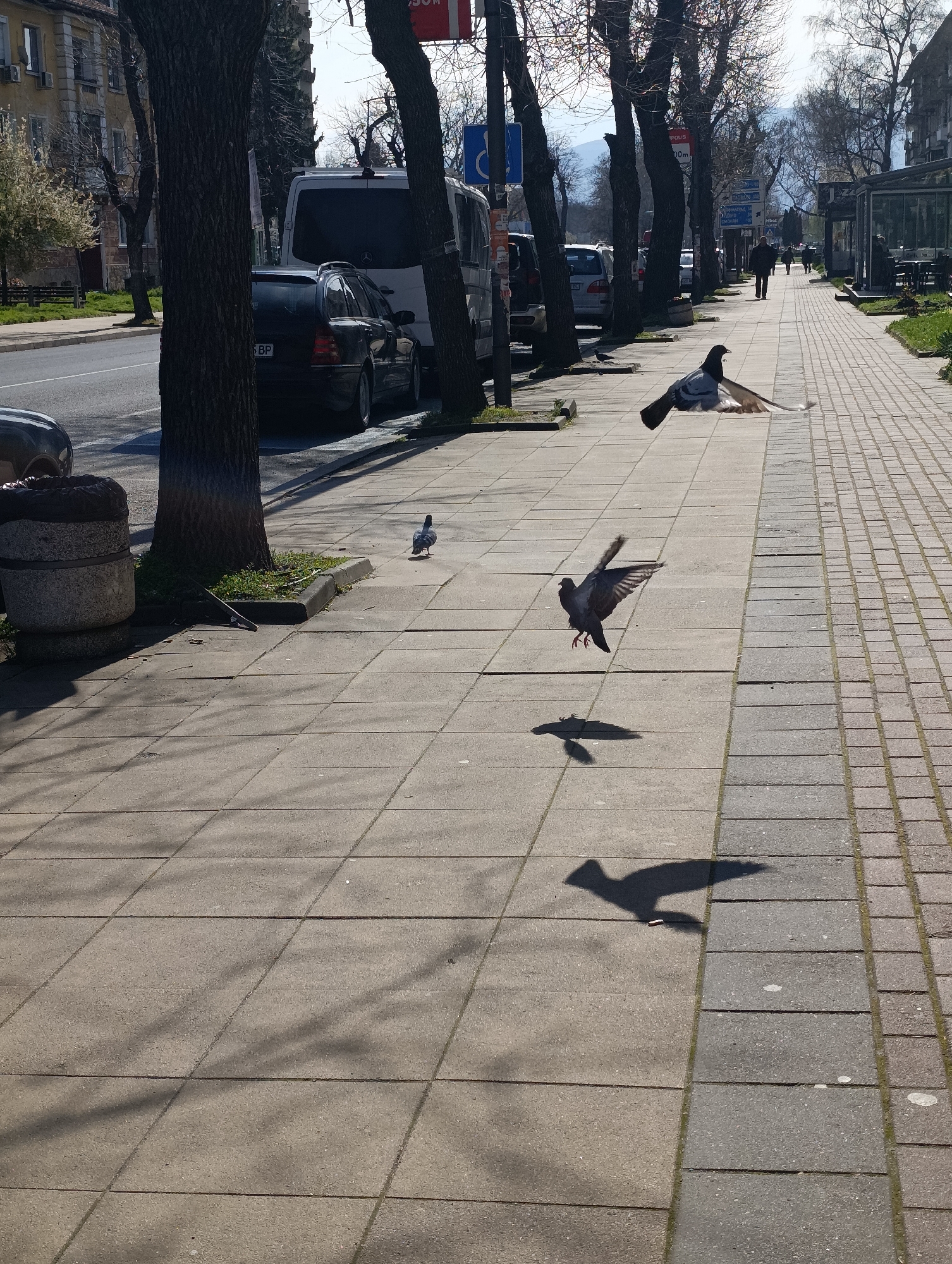 The image depicts a sunny street scene in Kardzhali, Bulgaria. A sidewalk paved with light grey square tiles, transitions into a walkway of narrower grey rectangles. Several pigeons are in various stages of flight. One pigeon is on the ground, one is airborne, and one appears to be diving or just taking flight. Their shadows are cast on the sidewalk. A row of trees lines the street, providing shade. Cars are parked along the street next to the sidewalk. People are walking in the distance on the right side of the image. A blue sign is partially visible among the trees. A building with a glass facade is visible on the right. In the background, mountains are visible.
