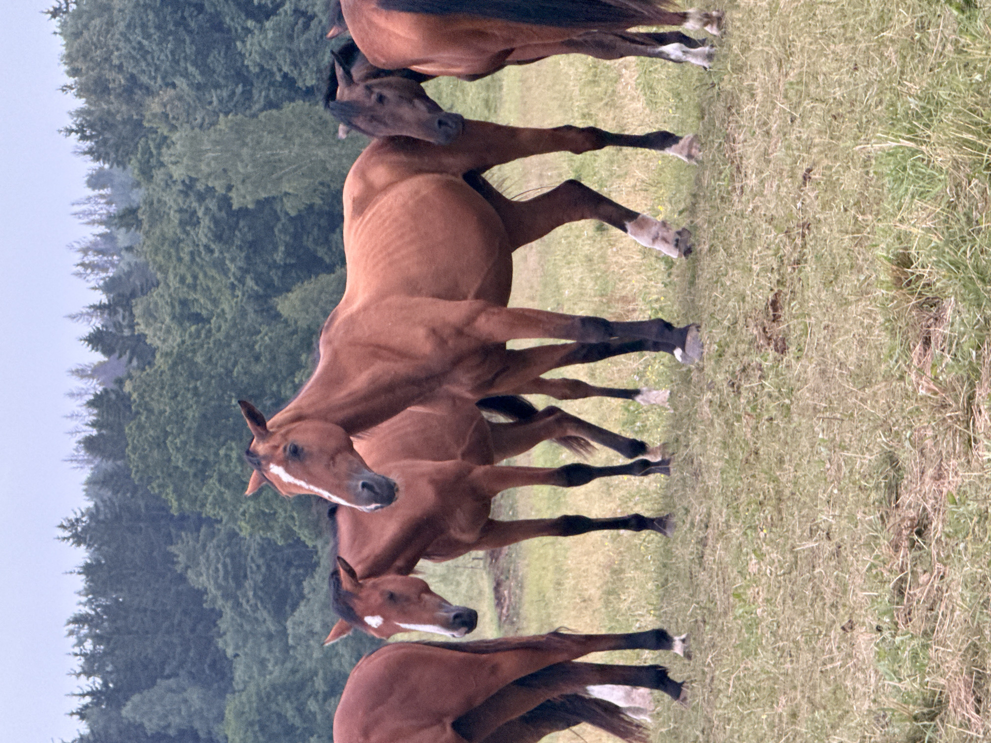 In Galinė, Lithuania, a group of brown horses stands in a grassy field. The horses are positioned in the foreground and midground, with the tallest horse in the center, facing right, and a smaller horse to its left, also facing right. A third horse is partially visible on the far left, facing away from the camera. Another horse is on the far right, facing left. The horses have distinct markings, including white blazes on their faces and white stockings on their legs. They are surrounded by dry and green grass, with a forest of trees in the background under an overcast sky.