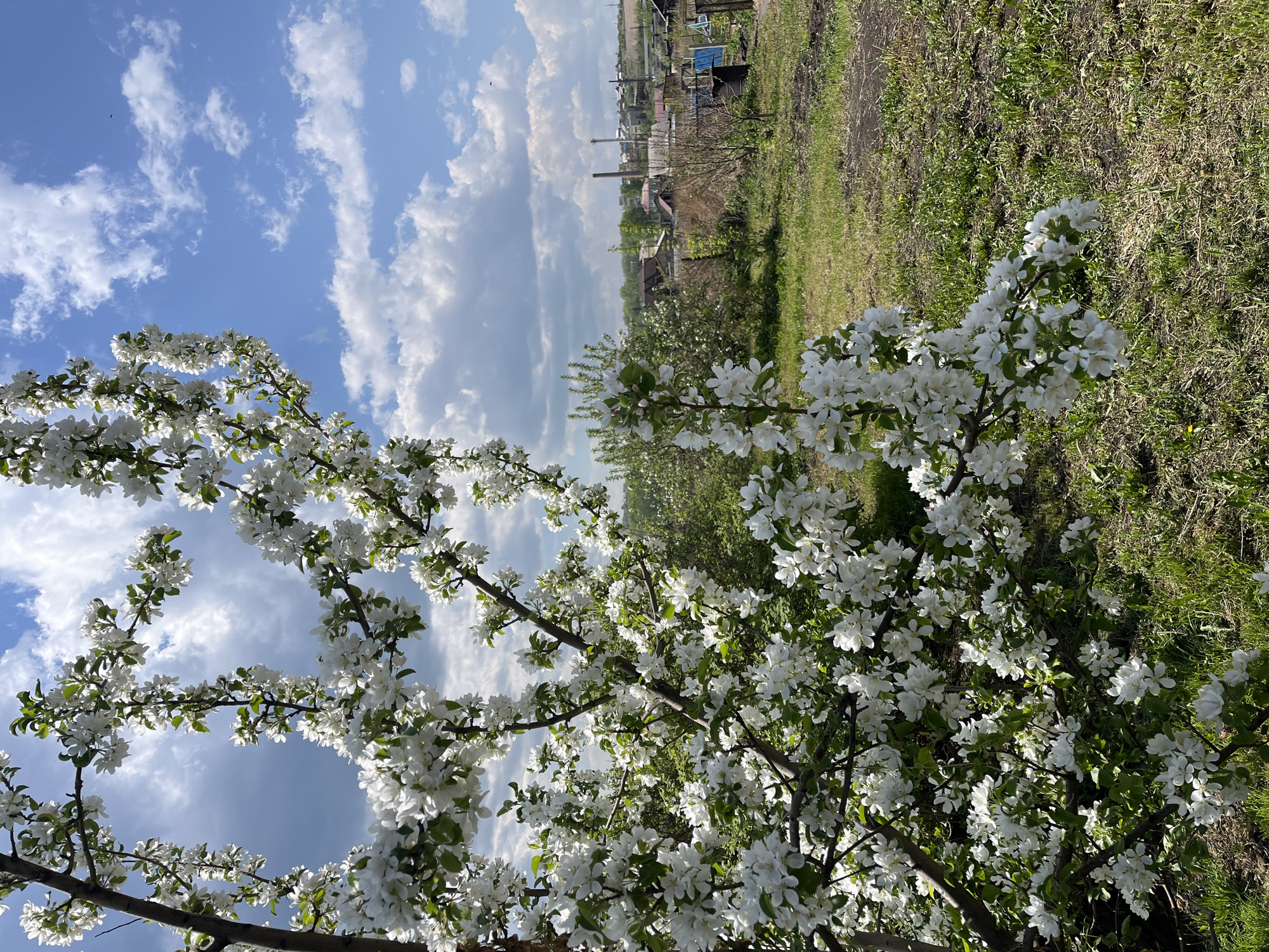 The image shows a blooming apple tree in Зыково, Russia, with white flowers covering the branches. Behind the tree, there is a grassy area and some buildings in the distance, including what appears to be a smokestack. The sky is blue with white clouds.