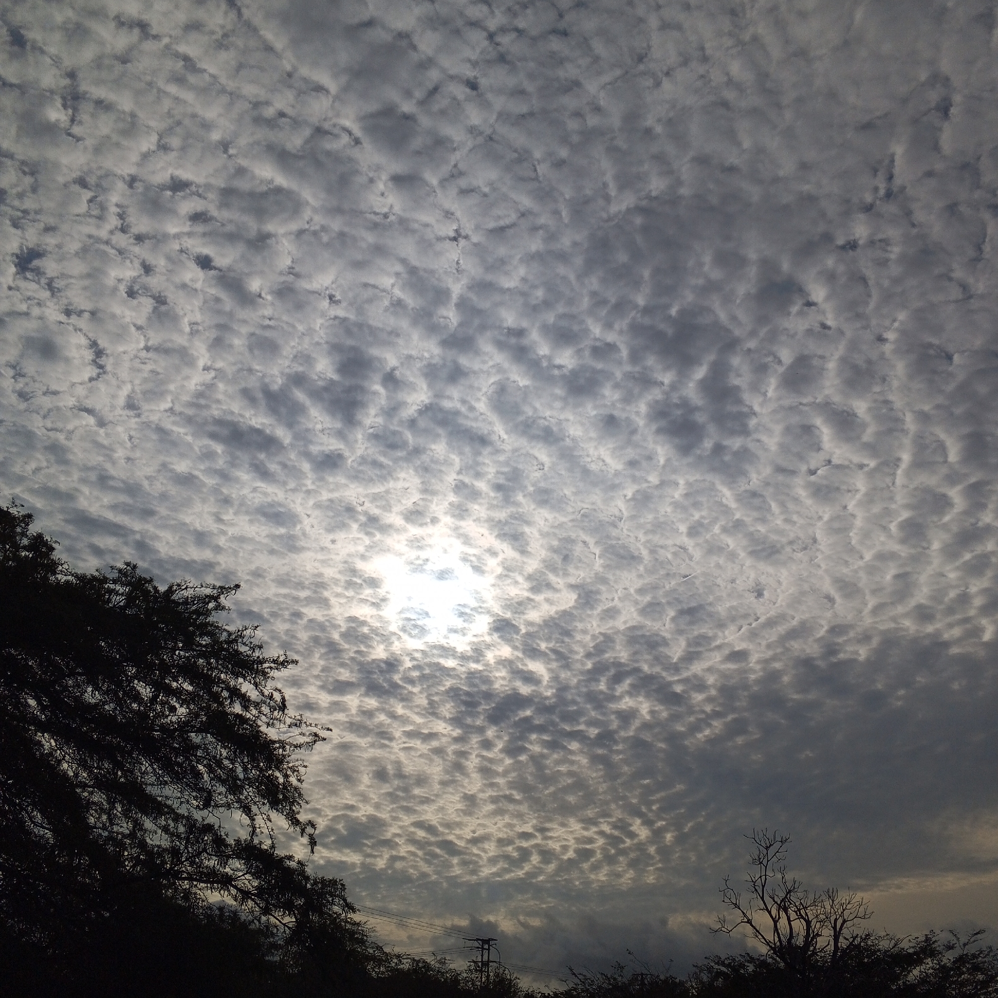 The image captures a cloudy sky with a bright sun peeking through a layer of altocumulus clouds. The sky is predominantly gray and white, with the sun's light creating a hazy glow around the center. In the foreground, there are silhouettes of trees and vegetation, indicating a natural or semi-natural environment. A utility pole can also be seen. Location: Unknown, Unknown.