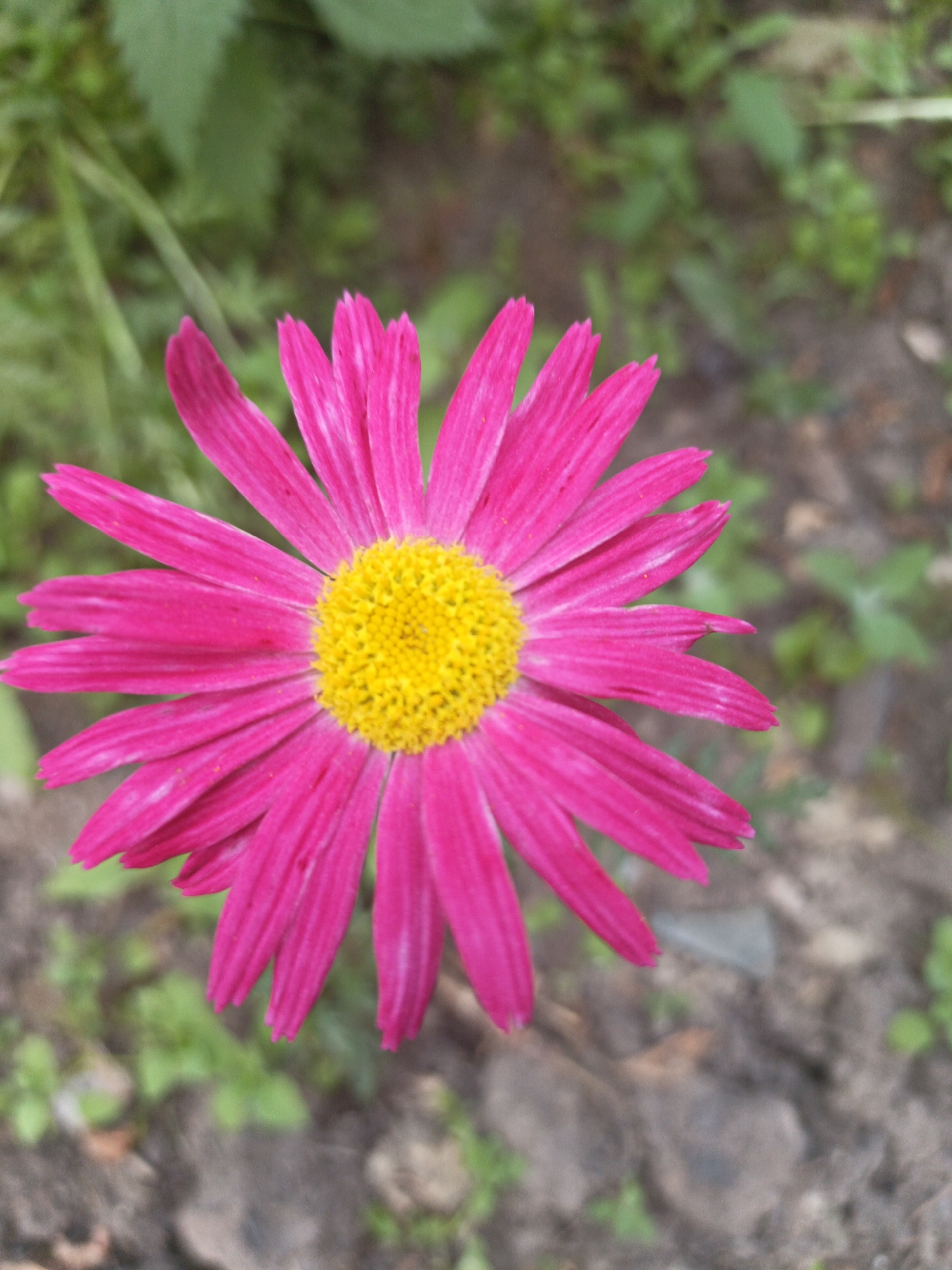 A bright pink daisy with a yellow center is in focus, occupying the majority of the frame. The daisy's petals are elongated and pointed, radiating outwards from the center. The background is blurred, showing green foliage and brown soil. The image appears to be a close-up shot of a single flower in a garden or natural setting. There is no indication of Kalachevo, Russia, nor any people, actions, or interactions.
