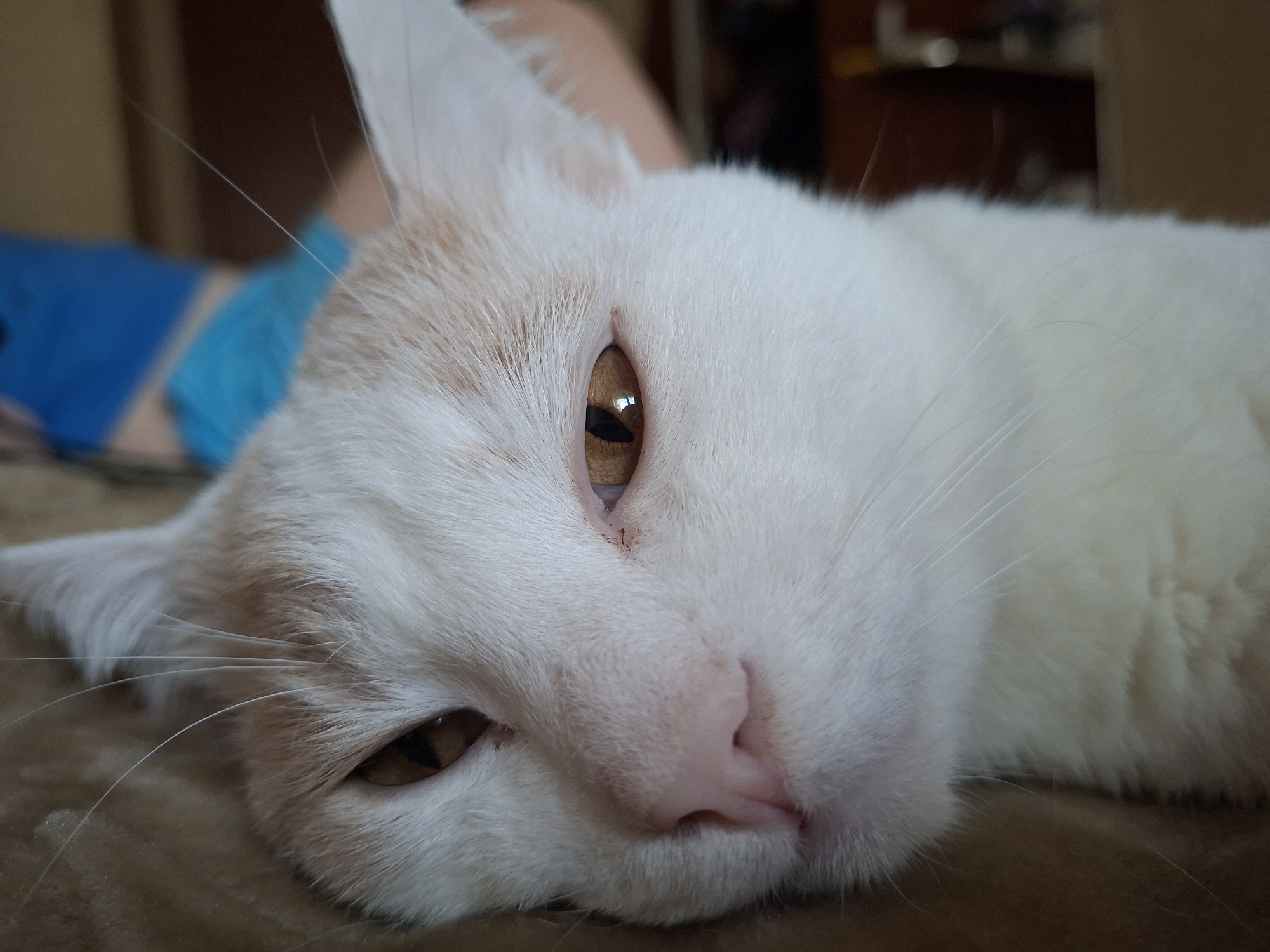 A close-up shot shows the face of a white cat with orange markings above its left eye. The cat is lying down on a brown textured surface, with its head turned slightly to the right. The cat's right eye is open and appears amber-colored, reflecting light. Its nose is pink and wet. In the background, a person is partially visible, wearing a blue garment. The environment appears to be indoors, possibly a home. There is no information or visual cues in the image to determine its location in the city of Mykolaiv, Ukraine.