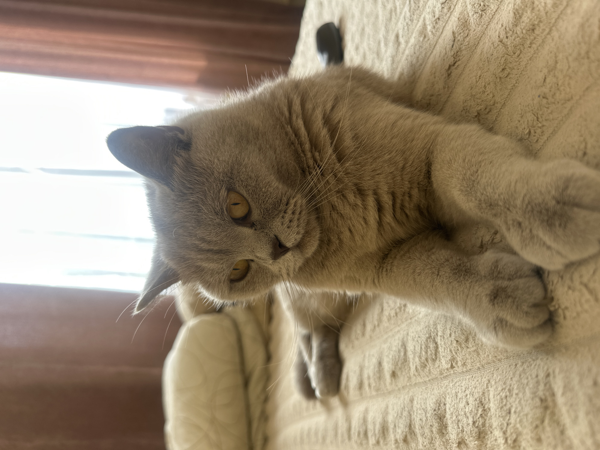 A grey cat with amber eyes is lying on a cream-colored, textured blanket. The cat is facing to the left, with its paws crossed in front. The background shows a window with sheer, pinkish curtains, allowing soft light to illuminate the scene. A blurred cream-colored pillow is visible behind the cat. The setting appears to be an indoor bedroom. The image was taken in Ternopil, Ukraine.