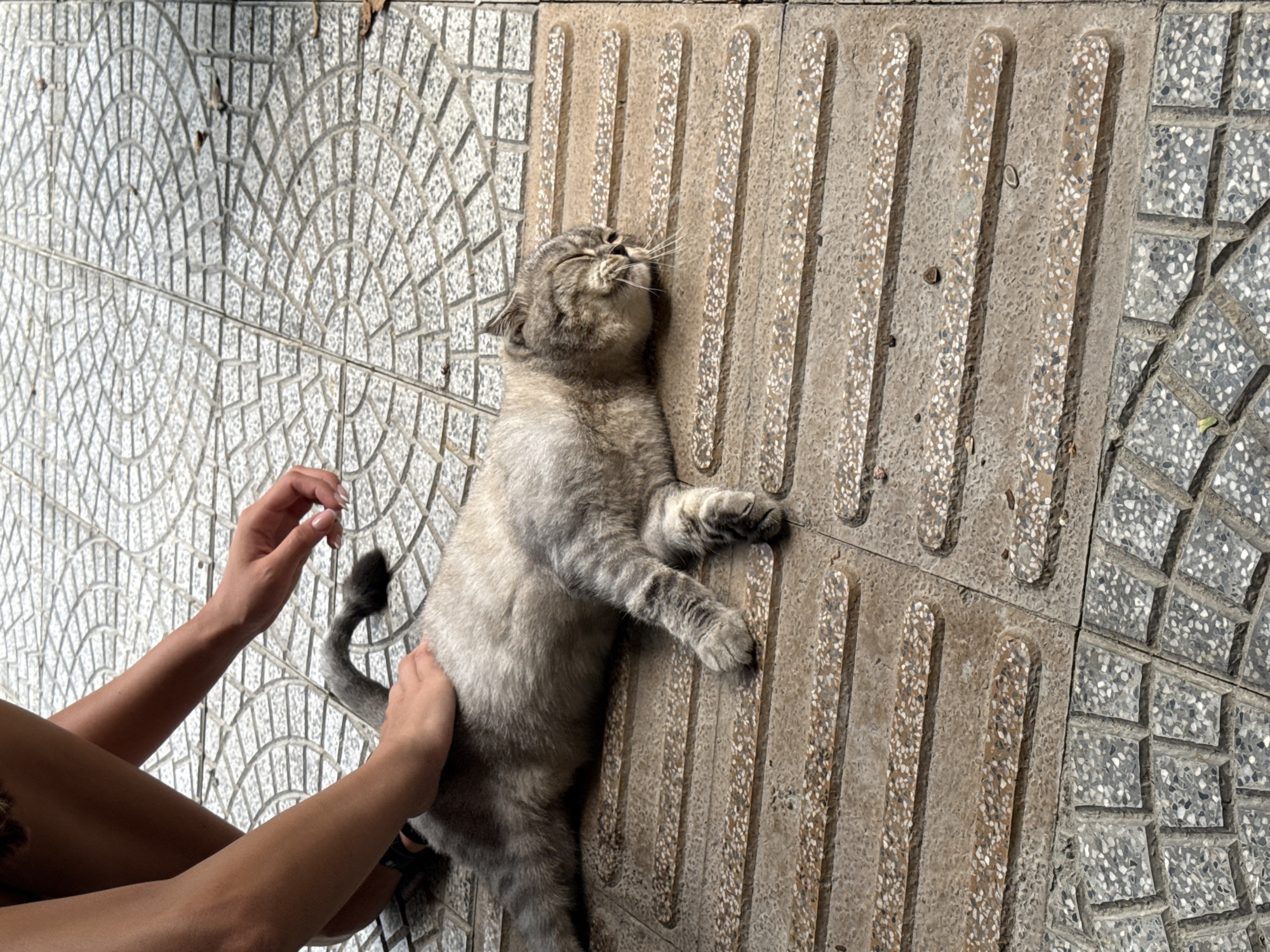 A medium shot shows a gray tabby cat lying on its back on a patterned sidewalk with a person petting its belly. The sidewalk is made of patterned gray tiles, with the cat resting on tiles with raised parallel bars. The cat has its eyes closed and appears relaxed. A person's hands are visible on the left side of the frame, gently touching the cat's abdomen. The person's arms are tanned, and part of their dark clothing can be seen. The scene appears to be set outdoors on a city street. The setting is likely in Đà Nẵng, Vietnam, based on the sidewalk tile pattern, which is common there.