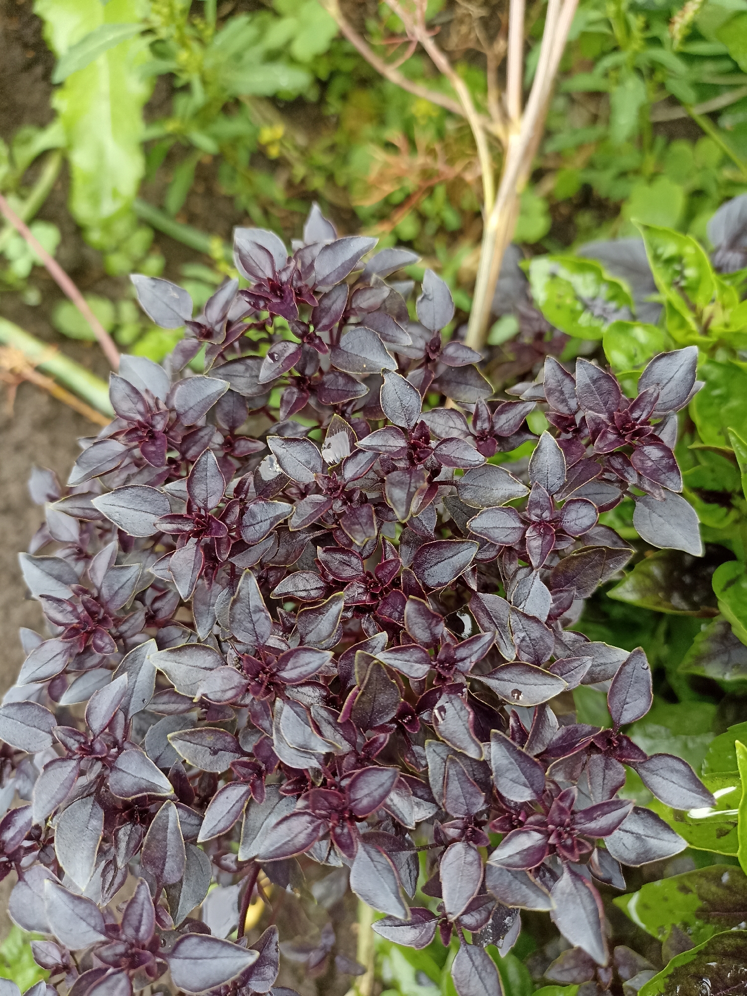 This is a close-up, high-angle, eye-level shot of a dark purple basil plant. The plant is dense with numerous small, ovate leaves that are a deep purple color, some with lighter gray-green undersides. The leaves are clustered together on thin stems. There are a few small water droplets visible on some of the leaves. In the background, out of focus, are green leaves and brown soil. The image appears to have been taken outdoors, in a garden setting. There are no people or animals present. The location is not specified in the image itself, and therefore cannot be determined to be in Mochische, Russia.