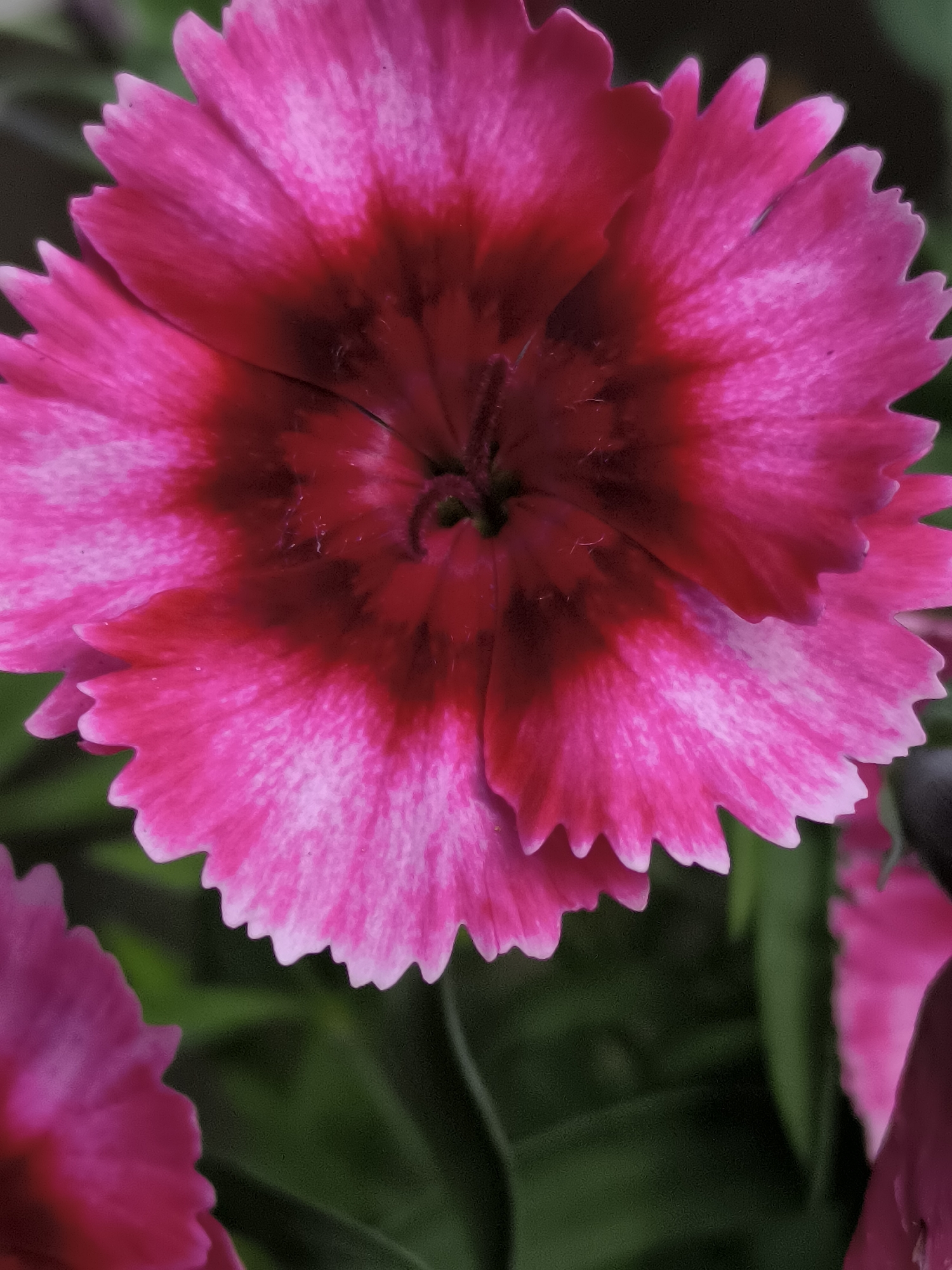A close-up, low-angle, vertical shot shows a bright pink dianthus flower with a dark reddish-pink center. The flower's petals have serrated edges and are tinged with lighter pink and white towards the tips. The background is a soft, out-of-focus blur of green foliage and hints of other pink flowers. The image is a detail from a larger scene, likely depicting a garden or floral display in Mosėdis, Lithuania.