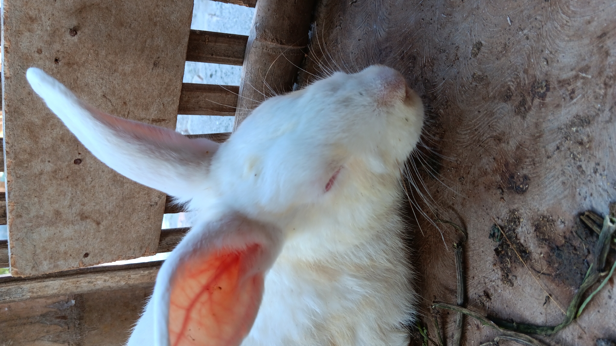 A close-up, eye-level shot shows a white rabbit resting on a wooden surface. The rabbit is facing to the right, with its eyes closed and its head down. Its left ear is visible and pointed upwards, while its right ear is partially obscured by its head. The rabbit's fur is fluffy and white, with some light brown patches on its back. The wooden surface is rough and weathered, with visible grain patterns and some debris. In the background, a wooden fence is visible, with vertical slats and a horizontal plank at the top. The lighting is natural, casting soft shadows. The image appears to have been taken outdoors in a rural or semi-rural setting, possibly a farm or a backyard in Sonobekel, Indonesia.