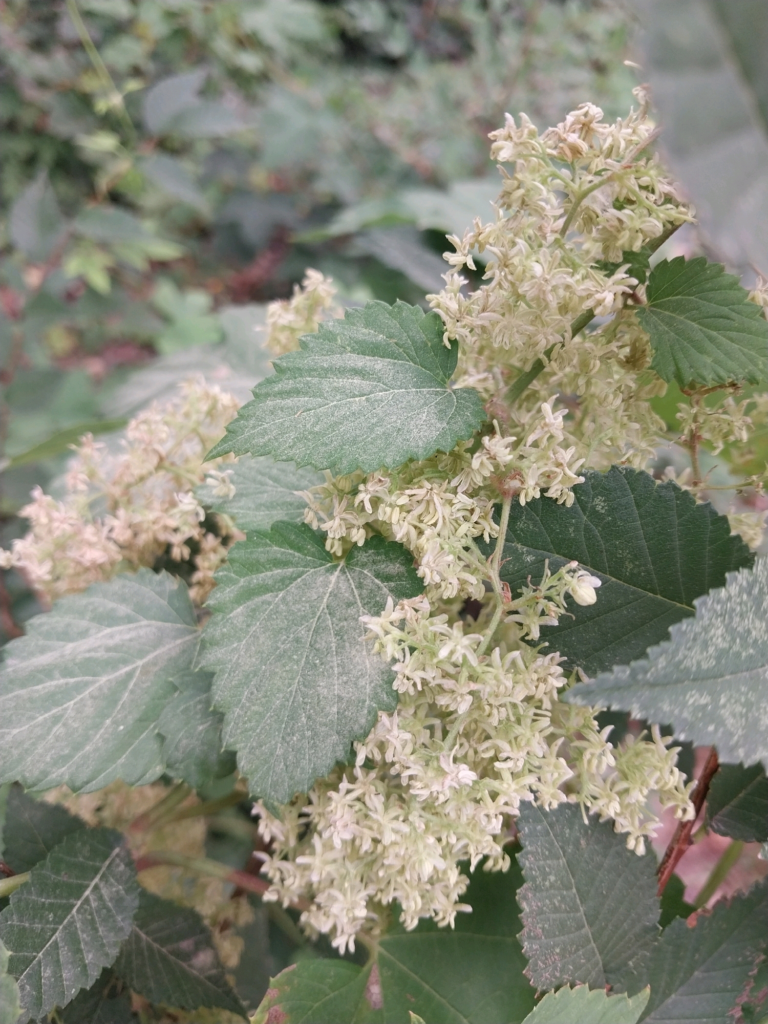 The image shows a close-up of a plant with clusters of small, pale green flowers and serrated leaves. The flowers are delicate and appear to be in bloom. The leaves are a darker green and have a somewhat dusty appearance. The background is blurred, suggesting the plant is in an outdoor environment with other foliage. The scene is likely from the city of Dnipro, Ukraine, given the context of the request.
