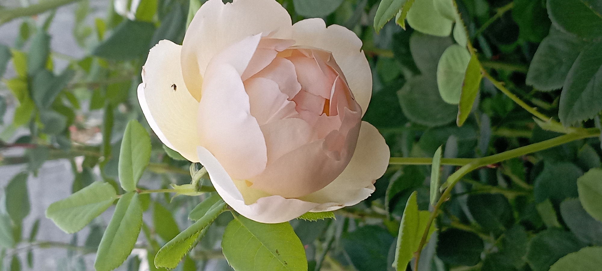 A close-up, slightly downward-angled, eye-level shot shows a pale pink rose with pale yellow outer petals in the center of the frame. The rose is partially open, revealing layers of ruffled petals inside, some of which are a deeper shade of pink. A tiny black insect is visible on the outer petal of the rose, near the top. The rose is surrounded by lush green leaves and thorny stems, which are out of focus in the foreground and background, creating a shallow depth of field. The lighting appears natural, with soft shadows. The scene is outdoors, likely in a garden.