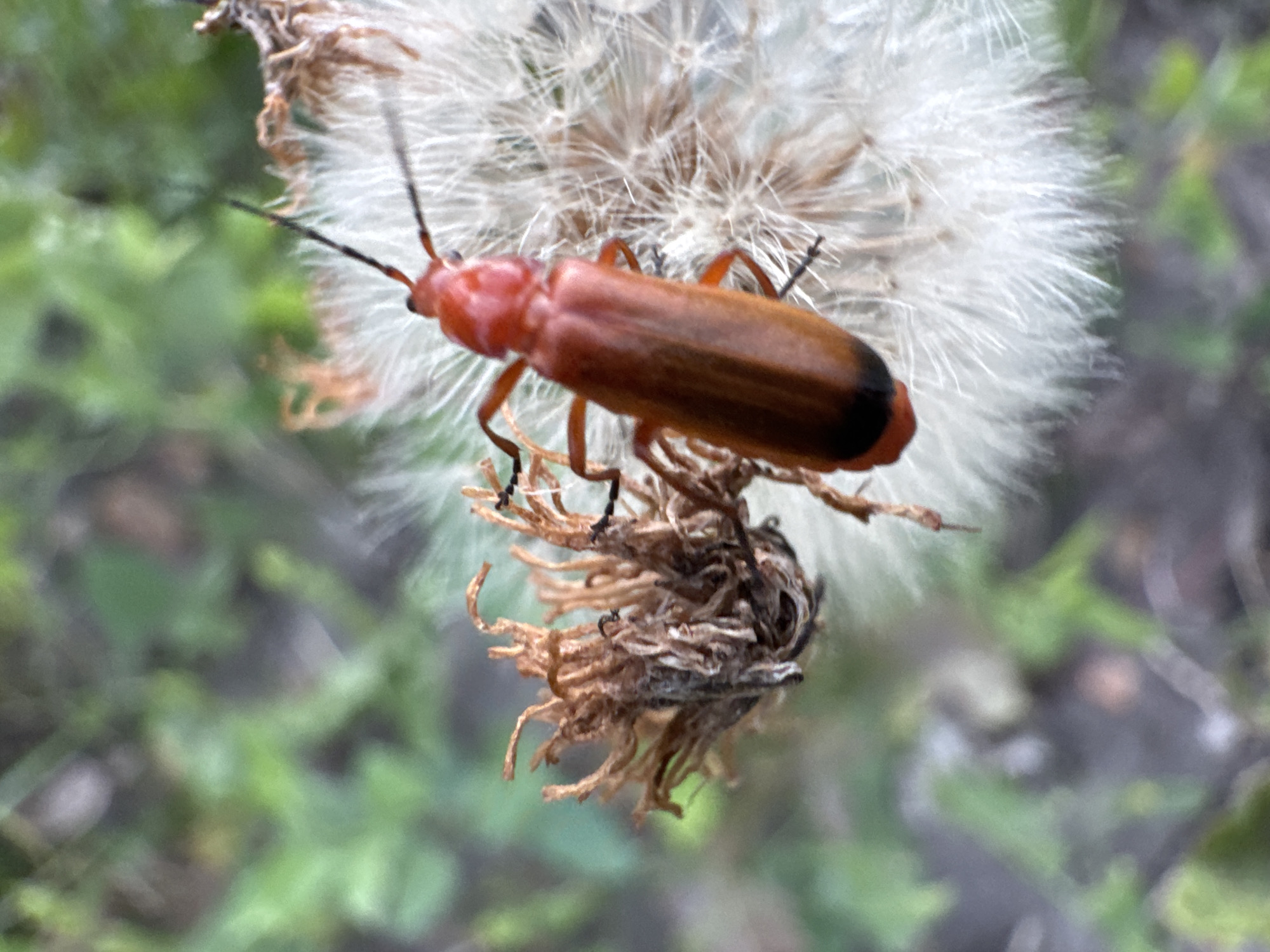 A close-up, high-angle shot features a small, orange-red beetle with black markings on its abdomen perched on a dried seed head of a dandelion. The beetle is positioned on the right side of the frame, with its head facing upwards and to the left. Its antennae are visible, extending outwards. To the left of the beetle is a brown, withered seed structure, also part of the dandelion. The background is blurred, showing green foliage, suggesting an outdoor natural setting, possibly a park or garden within the city of Strășeni, Moldova. The lighting appears to be natural daylight.