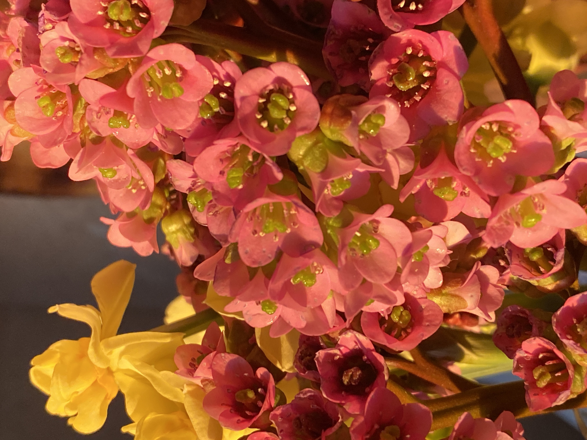 The image shows a close-up of a cluster of pink flowers with green centers, possibly Bergenia crassifolia (heartleaf bergenia), juxtaposed against a yellow daffodil. The light suggests late afternoon or early morning. It is impossible to ascertain if the picture was taken in Chaikovsky, Russia.