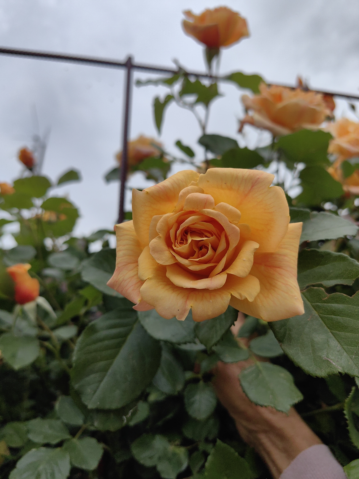 A medium shot captures an orange rose in full bloom, its petals unfurling in a spiral pattern. The rose is positioned in the foreground, slightly off-center to the right, with its delicate orange hues contrasting against a backdrop of lush green foliage. In the background, several other orange roses, some in bud form, are visible, suggesting a rose bush or garden. The sky is overcast with a pale gray hue. A hand, with a pink sweater sleeve visible, is reaching into the frame from the lower right, appearing to gently touch the leaves of the rose bush. The scene appears to be outdoors, likely in a garden or park, with a trellis structure visible in the upper left quadrant of the image, implying the roses may be trained to grow upwards.