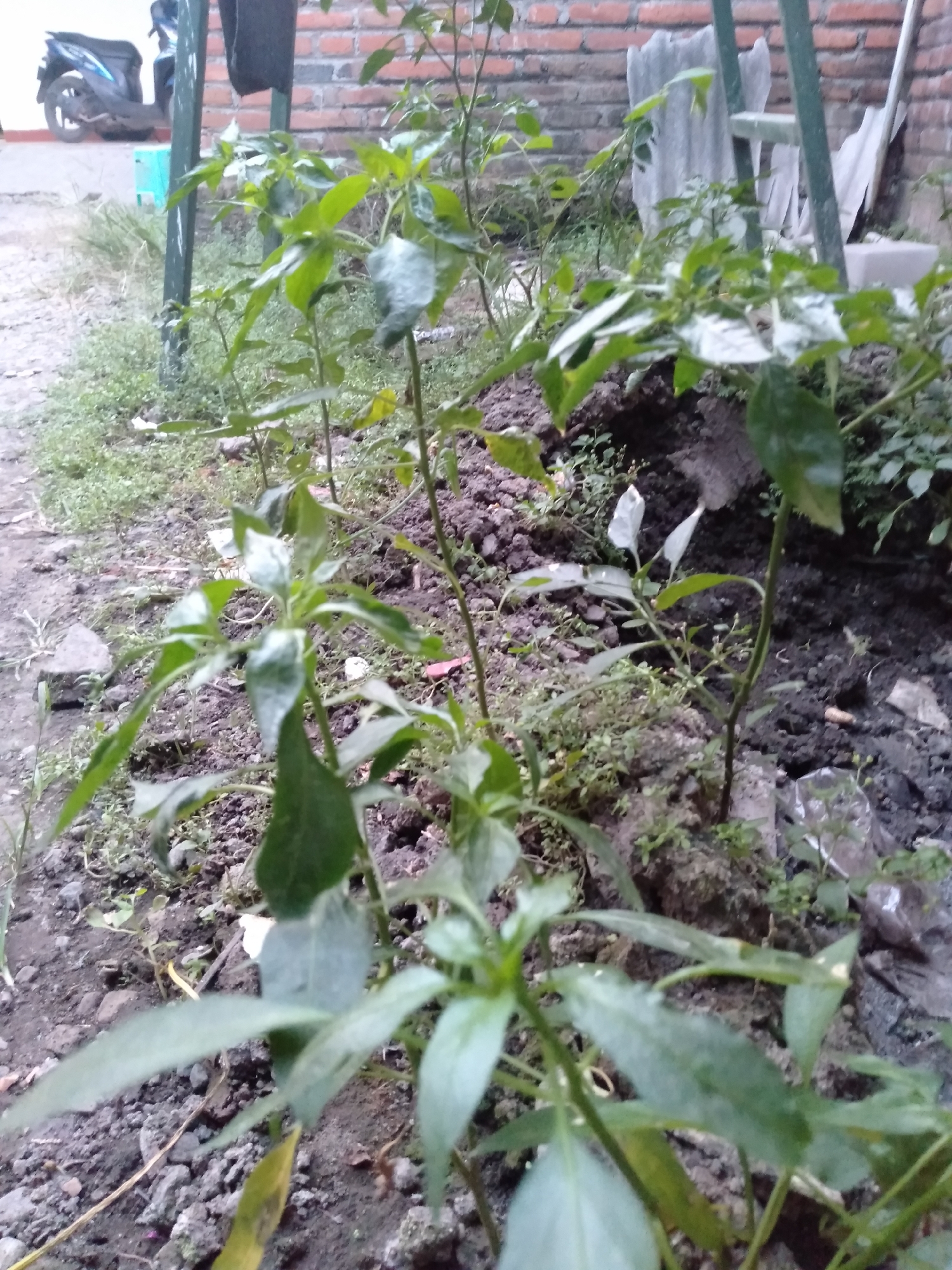The image depicts an outdoor scene with several chili plants growing in dark soil. The plants have green leaves and slender stems. In the background, a motorcycle is partially visible to the left, parked on a paved area. Behind the plants, a brick wall and some makeshift structures, possibly made of fabric or plastic sheeting, are present. The ground is uneven, with scattered stones and dried leaves. The overall environment suggests a backyard or a less maintained outdoor space. The scene is not in Badas, Indonesia.