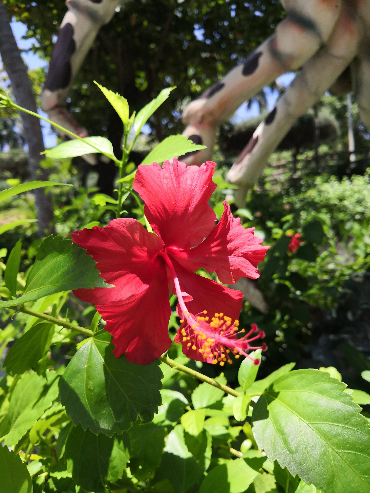 A vibrant red hibiscus flower (Hibiscus rosa-sinensis) is prominently displayed in the center-left foreground, surrounded by lush green foliage. The flower exhibits five broad, slightly ruffled petals and a central stamen column tipped with numerous yellow anthers. Direct sunlight illuminates the scene, creating bright highlights on the petals and leaves, and casting defined shadows on the foliage. In the blurred background, large, light-colored, irregularly shaped structures with dark, spotted patterns are discernible, suggesting a sizable sculpture or inanimate object with limb-like projections. Beyond these structures, out-of-focus green trees and patches of bright blue sky complete the outdoor setting. The scene is located in Bac Nha Trang Ward, Vietnam.