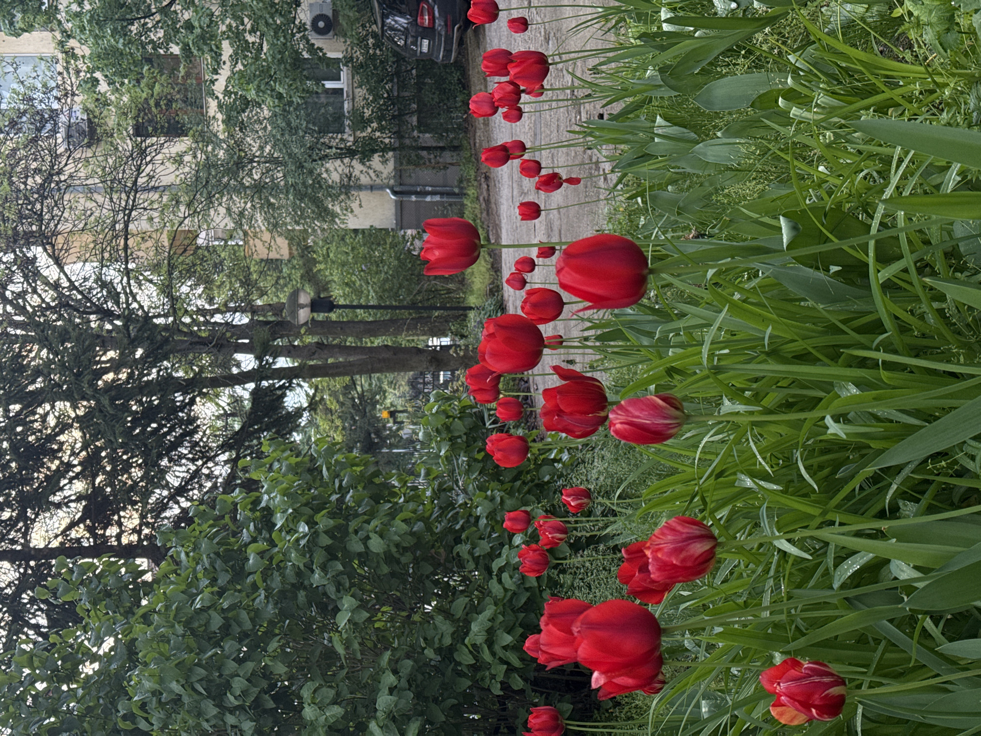 The image, originally captured in a landscape orientation but presented rotated 90 degrees clockwise, depicts a vibrant urban or suburban garden scene, likely in Sofia, Bulgaria. The foreground is dominated by numerous red tulips, standing upright with their green stems and leaves. The tulips display varying shades of deep red, with some showing subtle lighter streaks on their petals. Many leaves and petals are adorned with small water droplets, indicating recent rain or morning dew.
To the right of the tulips, a lush patch of green grass and foliage extends. A paved road or path runs horizontally across the midground, separating the vibrant flowerbed from the background elements. In the background, a light-colored building with multiple windows is partially obscured by trees. An air conditioning unit is mounted on the building's exterior. A dark-colored car is parked near the building, and a lamppost is visible on the far left. The natural light is soft and diffused, suggesting either an overcast day or the soft light of morning or late afternoon. No people or visible text are present, conveying a tranquil and natural moment within an urban environment.