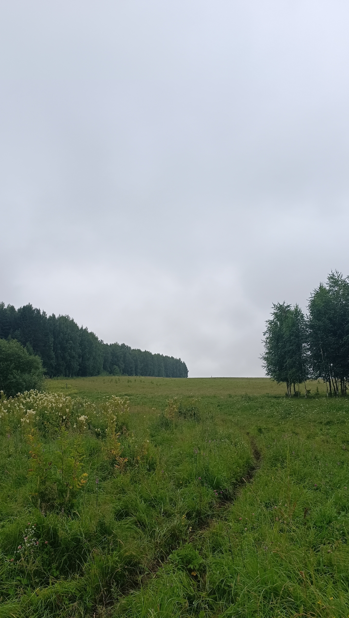 This is a vertical, medium shot image of a vast, grassy field under an overcast sky. The field is mostly green, with patches of taller grass and wildflowers, particularly in the foreground and middle ground. A narrow, worn path can be seen winding its way through the grass in the right-middle of the frame, heading towards the horizon.
In the distance, a dense line of dark green trees forms a treeline stretching across the left side of the image. To the right of the field, a small cluster of lighter green deciduous trees stands. The sky is a uniform, dull gray, indicating a cloudy or foggy day. No people or animals are visible. The overall impression is one of a quiet, natural landscape.
The location is stated as Karsha, Russia.