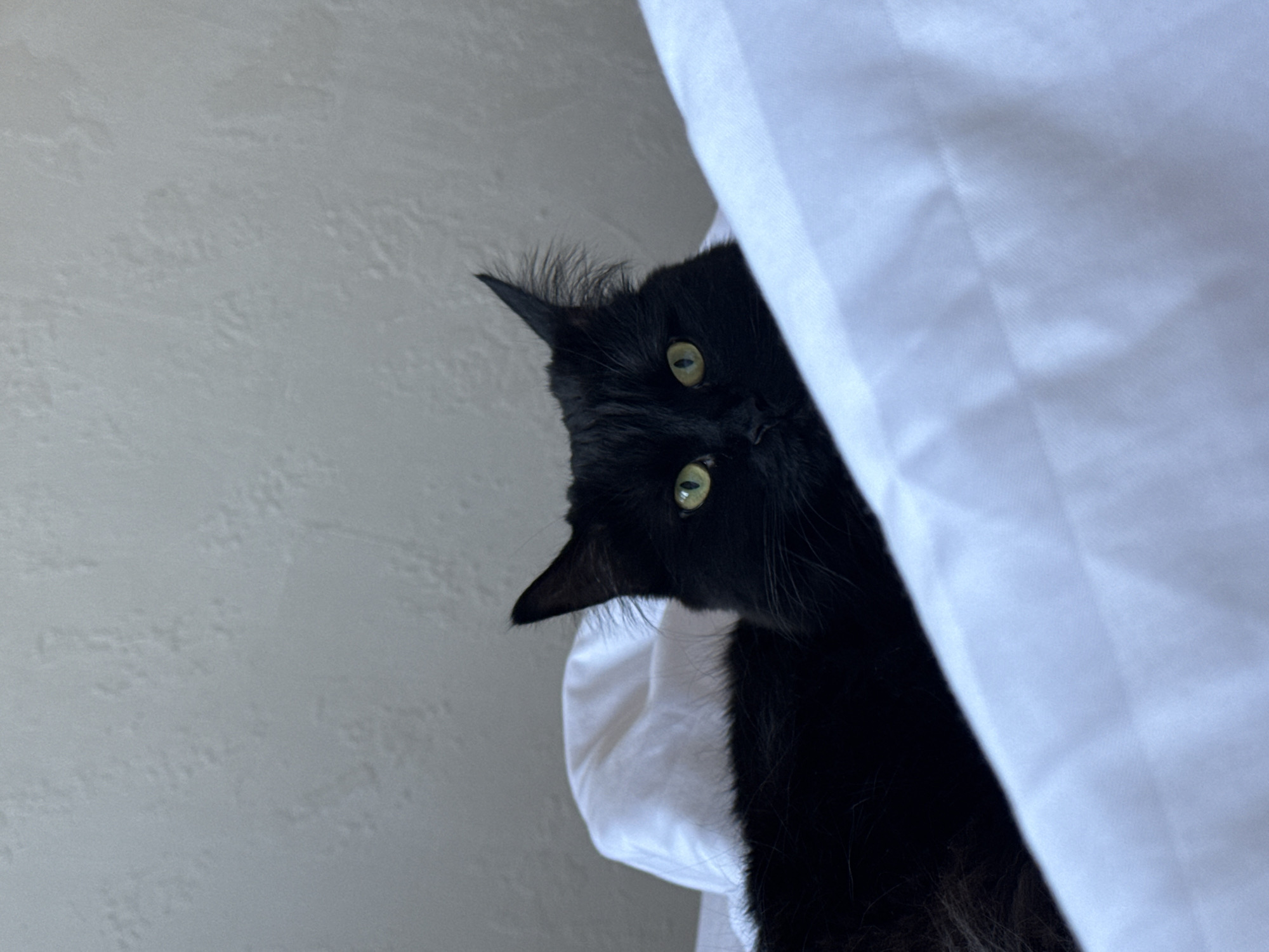 A black cat is peeking out from behind a white fabric. The cat is turned sideways, with its head tilted. Its eyes are a light green-yellow. The background to the left is a light gray wall. The location is unknown, and there is no indication that the photo was taken in Rostov-on-Don, Russia.