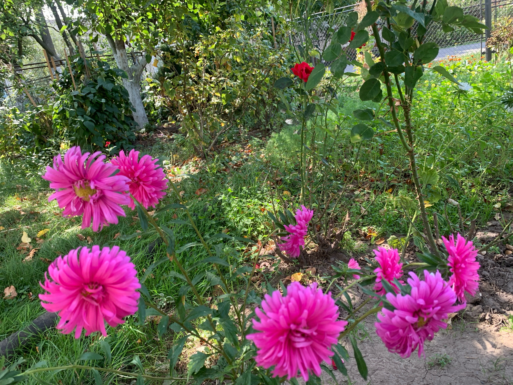 In a sun-dappled garden in Kolomyia, Ukraine, a cluster of vibrant pink asters blooms near a spindly rose bush with a single, bright red flower. The asters, with their spiky, dense petals, are the dominant floral feature, with several fully opened blossoms in the foreground and mid-ground. Their bright pink hue contrasts with the deep green foliage and the muted browns and grays of the garden soil.
Behind the flowers, the scene transitions into a wilder, more overgrown area. Lush green grass covers the ground, interspersed with fallen leaves and dry twigs. Trees with light-colored bark, possibly birches, stand in the background, their branches laden with green leaves, casting dappled shadows. A rusty metal fence runs along the back of the garden, partially obscured by the dense vegetation. The overall impression is of a natural, slightly untamed garden, perhaps in the late summer or early autumn, capturing a moment of natural beauty. No people are visible in the image.