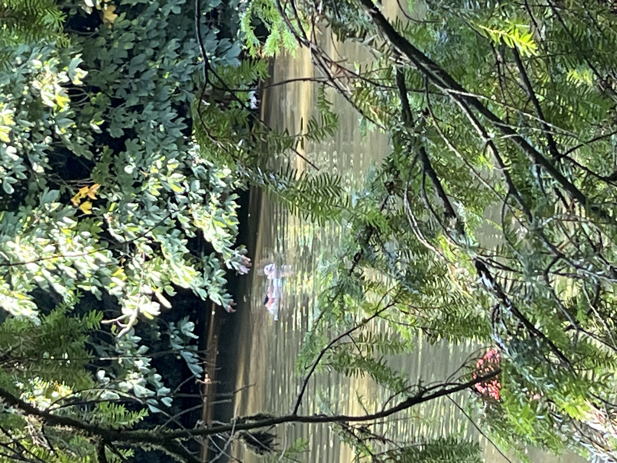 A body of murky water is visible, bordered by dense green foliage. In the middle ground of the water, a small group of what appear to be ducks are swimming together. The water has a rippled surface, reflecting the dappled sunlight filtering through the leaves. The foreground is dominated by the branches and needles of trees, partially obscuring the view of the water and its inhabitants. The overall scene suggests a natural, possibly forested, environment.