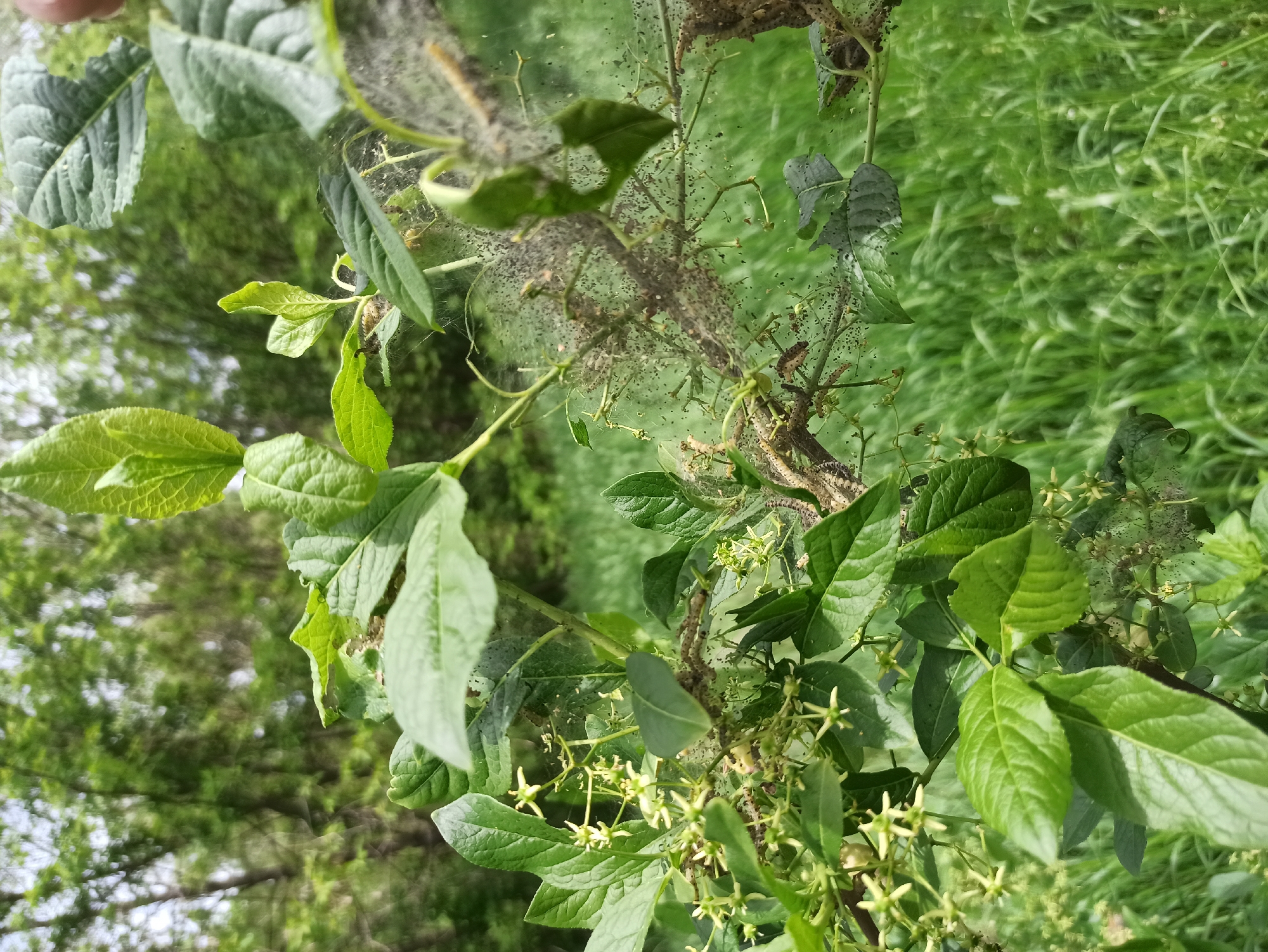 The image shows a plant heavily infested with caterpillars, possibly fall webworms or Eastern tent caterpillars, in an outdoor environment. The plant's leaves have been partially eaten, and it is covered in webbing indicative of the caterpillar infestation. The location is presumed to be in a city named Unknown, in the state of Unknown. The background includes green foliage, suggesting a yard or wooded area.