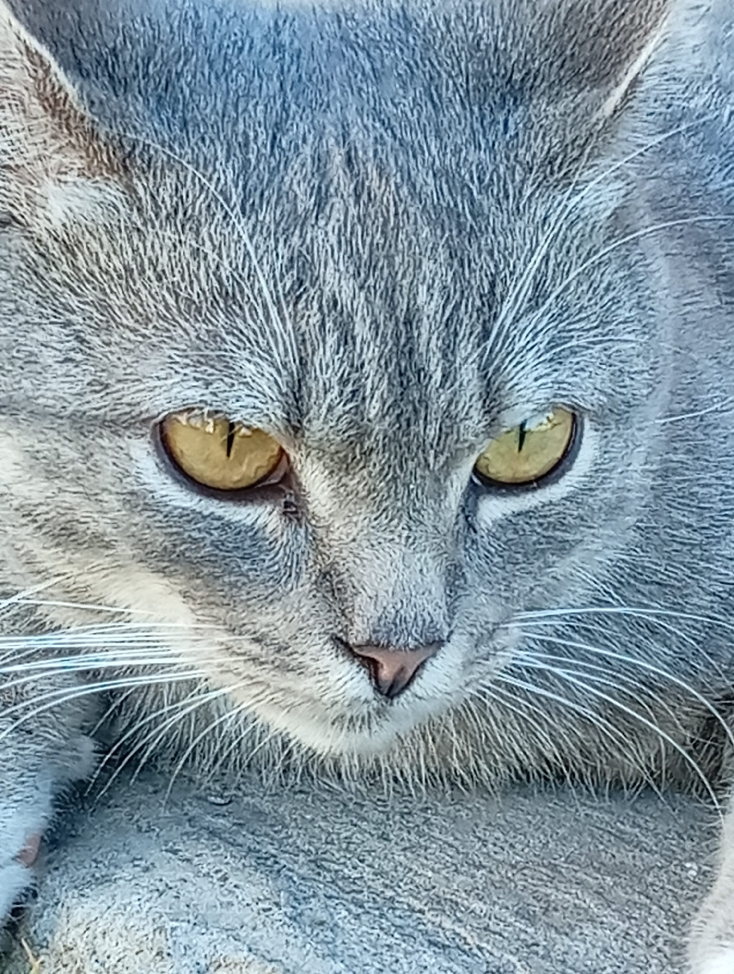 The image is a close-up, eye-level, full-frame shot of a gray tabby cat's face. The cat is looking directly at the camera with its eyes open. The cat's fur is gray with darker tabby markings on its forehead and cheeks. Its eyes are a bright yellow-green with vertical pupils. The cat's whiskers are long and white. The background is out of focus and appears to be a textured, gray surface. The lighting suggests it is daytime, possibly outdoors.