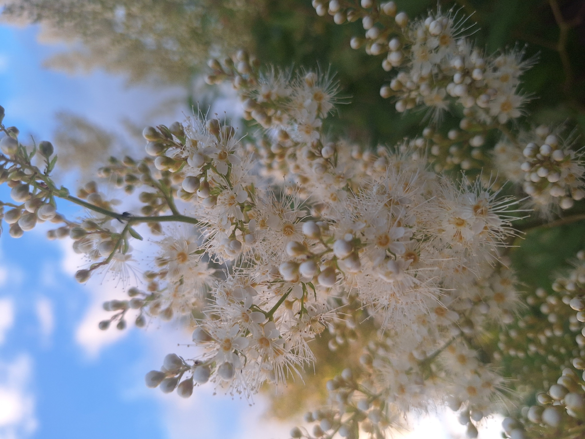 This is a close-up, low-angle shot of a flowering plant, likely Meadowsweet (Filipendula ulmaria), in bloom. The flowers are small, white, and feathery, with numerous delicate stamens extending outwards. Many of the flowers are still in bud stage, appearing as small, rounded white clusters. The plant is set against a backdrop of a soft blue sky with scattered white clouds, suggesting it is outdoors during the day. The focus is sharp on the foreground flowers, with the background elements, including other flowering plants and foliage, appearing soft and out of focus. The image captures the intricate details of the flower clusters and the airy texture of the blossoms. The scene is set in the Капыльскі сельскі Савет, Belarus.