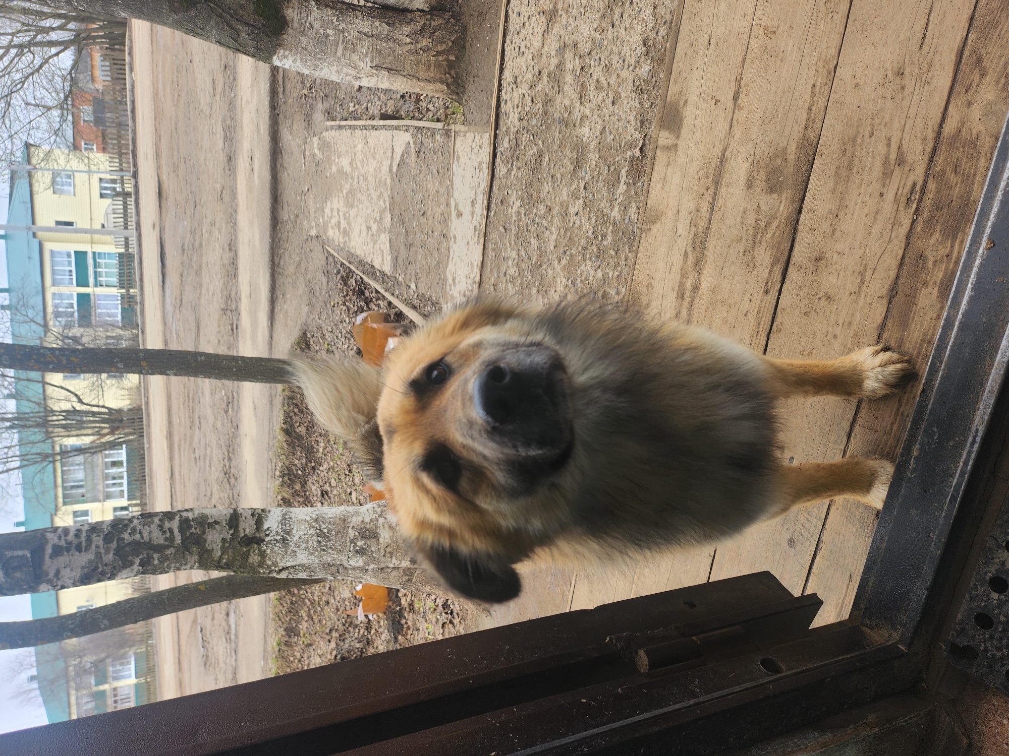 The image, taken in Krasnogorskoye, Russia, shows an outdoor scene with a dog as the primary subject, looking directly at the camera. The dog is a medium-sized breed with a mix of light brown/blonde fur on its face and darker, possibly greyish-brown, fur on its body. Its black nose and dark eyes are prominent as it gazes intently.
The dog is standing on a weathered wooden surface, likely a porch or deck, composed of light brown planks that show dirt and wear. A dark, possibly metal, frame or sill is visible in the immediate foreground and to the right, suggesting the vantage point is from inside a doorway or window looking out.
The background reveals a dirt or gravel path/road stretching across the frame. Several bare-branched trees, including one with distinctive light-colored bark on the left, are scattered across the mid-ground, indicating a colder season such as late autumn, winter, or early spring. Beyond the trees, residential buildings are visible; one notable structure in the mid-left is a two-story building with yellow walls, white windows, and a light blue-green roof. Another building, partially seen, appears to be brick-colored.
The lighting is bright but diffused, suggesting an overcast day or soft daylight without harsh shadows. The overall scene depicts a calm, residential setting in what appears to be a rural or semi-urban environment. There is no visible text in the image.