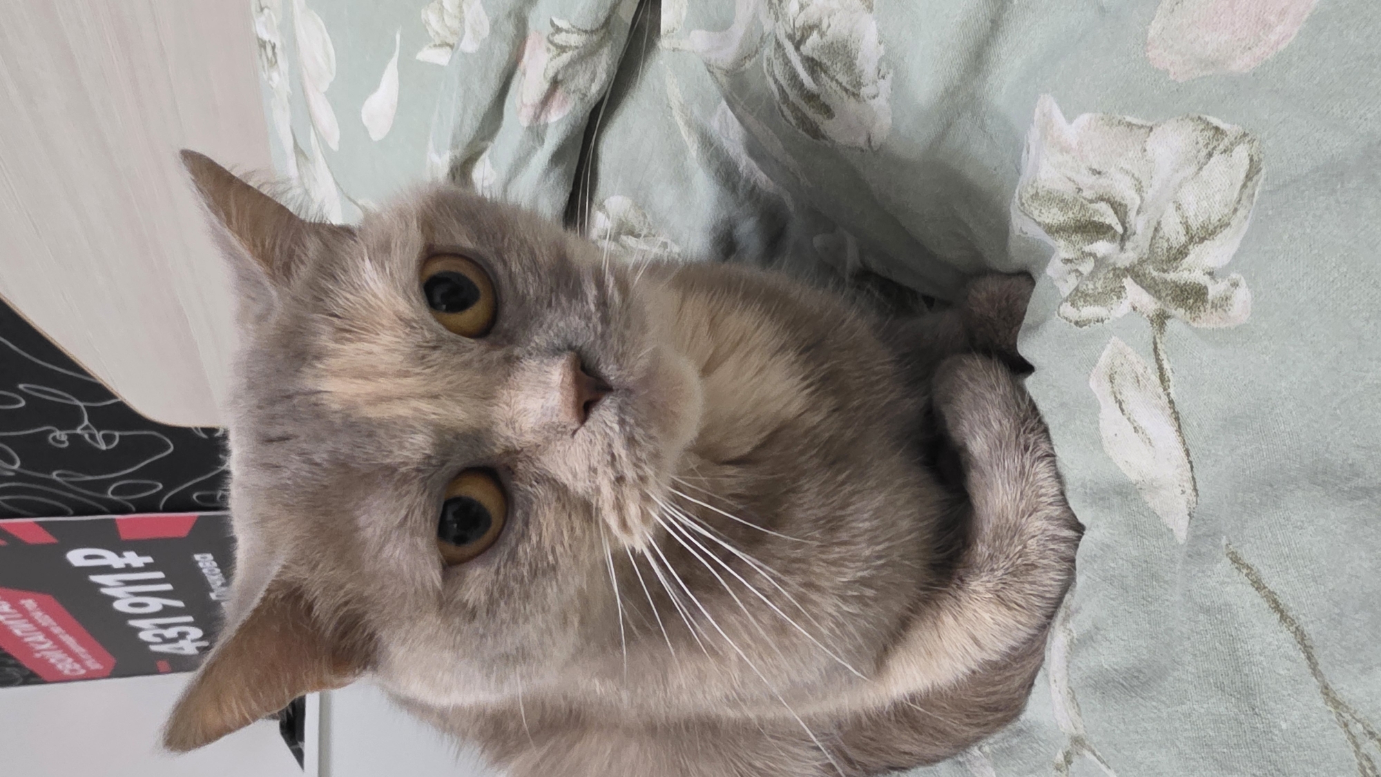 A light brown cat with yellow eyes is lying on a bed with a floral-patterned bedsheet. The cat is facing the camera with a curious expression. A portion of a book is visible on the left side of the image, with some text on it. The location is Unknown, Unknown.