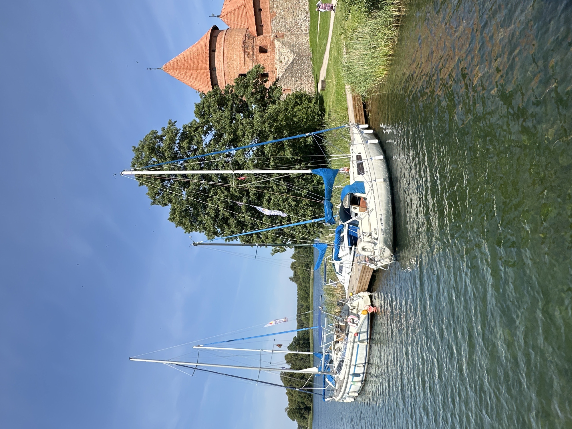 The image captures a scenic view of Trakai Island Castle in Trakai, Lithuania, on a clear, sunny day. Three sailboats are moored at a wooden dock on the left side of the frame. The closest sailboat on the right has "GURU" and "TU 1252" visible on its hull. The water is a greenish-blue, with ripples reflecting the sunlight. Tall green reeds line the edge of the water in front of the castle. Behind the boats, a large, leafy green tree dominates the landscape. To the right of the tree, the iconic red-roofed Trakai Island Castle, constructed of brick and stone, stands prominently. A pathway is visible in front of the castle walls, and two people are walking along it in the distance. The sky above is a vibrant blue with a few small birds in flight.
