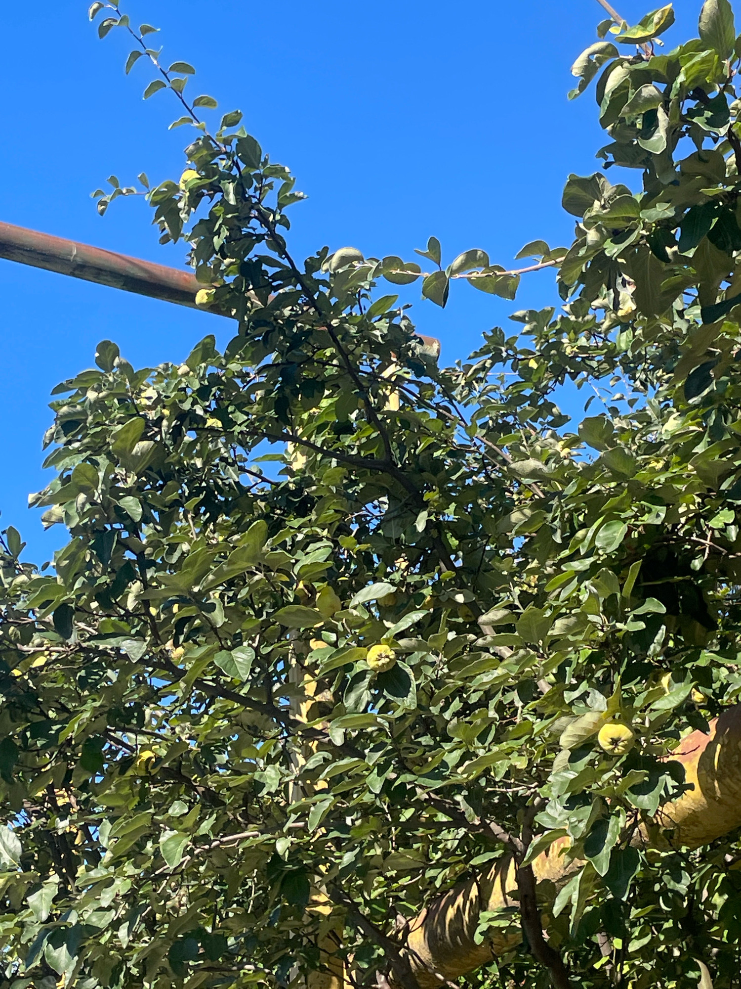 A close-up, eye-level shot captures an apple tree laden with ripe, yellow fruit against a bright blue sky. The tree's branches are densely packed with green leaves, obscuring much of the view. In the upper left quadrant, a thick, rusty metal pipe runs horizontally across the frame. The scene is set in Baranovka, Russia.