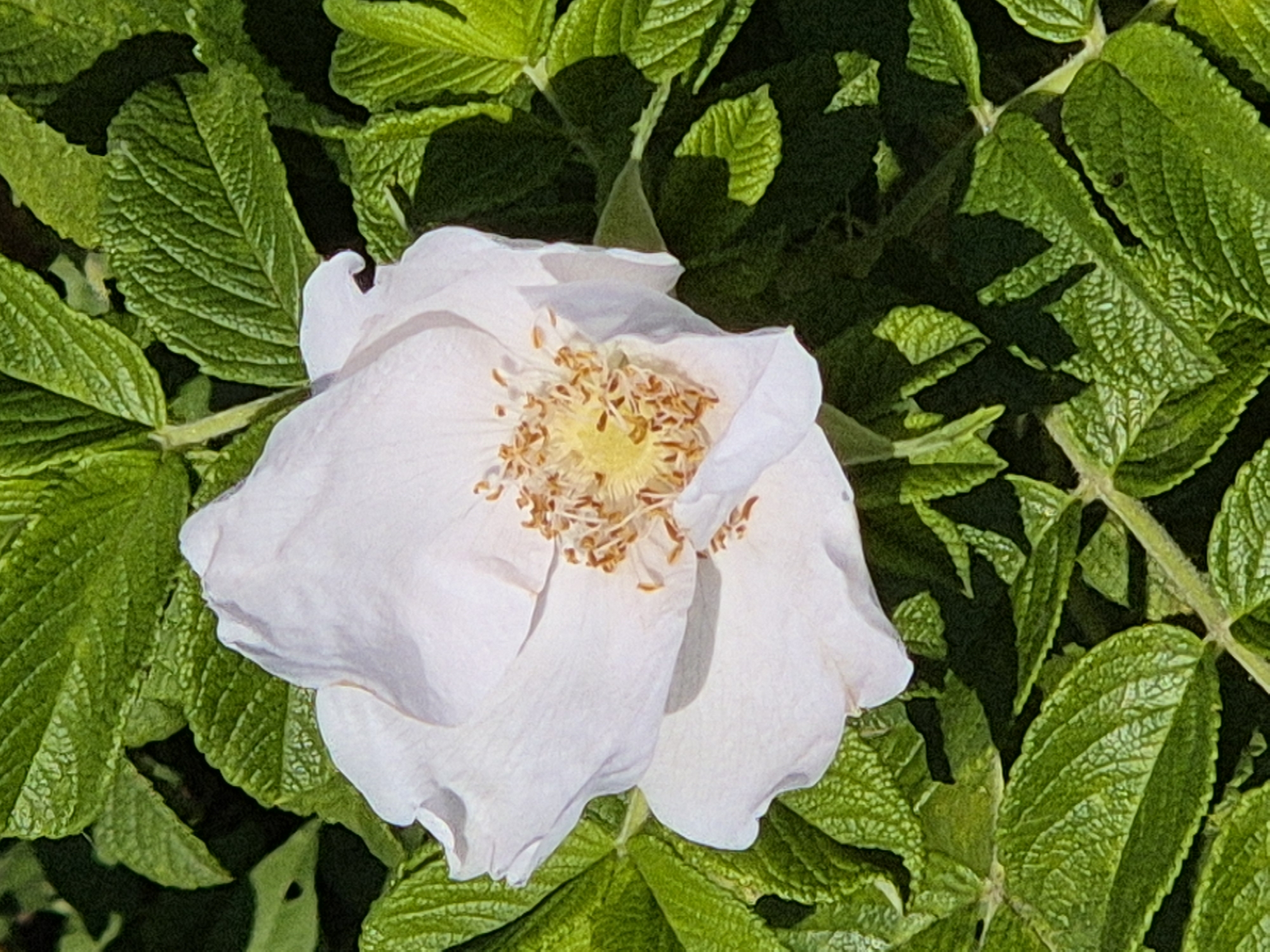A close-up, top-down view captures a single, pale pink rose bloom nestled amongst lush green foliage. The rose, with its delicate, ruffled petals, is the central focus, its pistils and stamens a contrasting cluster of yellow and brown at its core. The surrounding leaves are vibrantly green, some in sharp focus, showcasing their textured surfaces and veins, while others recede into a darker, blurred background. Sunlight highlights the petals and leaves, creating subtle shadows and adding depth to the scene. There are no people or signs of human activity visible in this natural setting. This image does not provide any information about its location in Kokshetau, Kazakhstan.