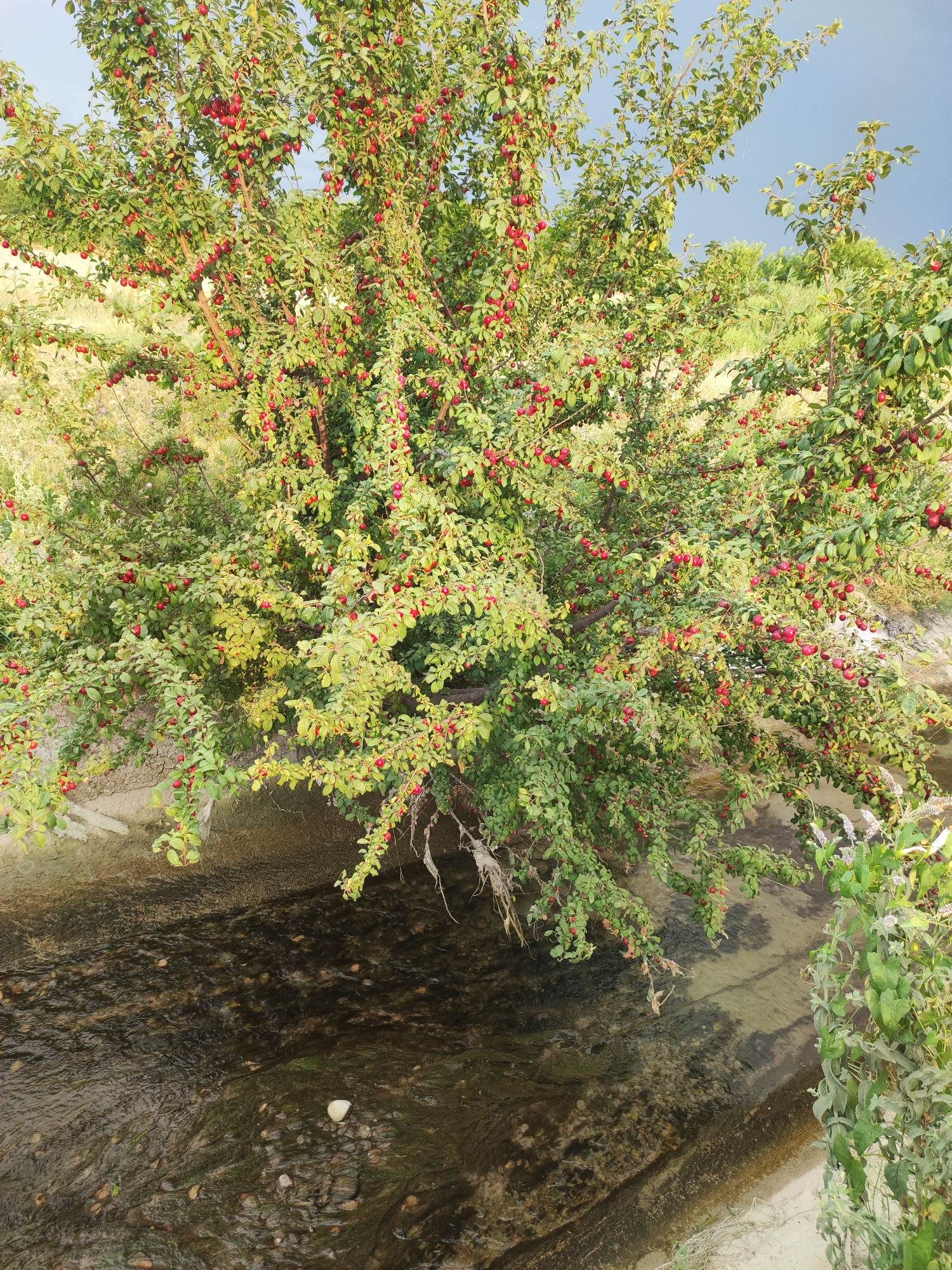 A plum tree laden with ripe red plums overhangs a shallow, clear stream in Pakhtachi, Uzbekistan. The tree's branches are heavy with fruit, their leaves a vibrant green. The stream flows over a bed of pebbles and sand, with some green algae visible. The surrounding environment appears to be rural, with dry grasses and some distant foliage. The sky is partly cloudy.