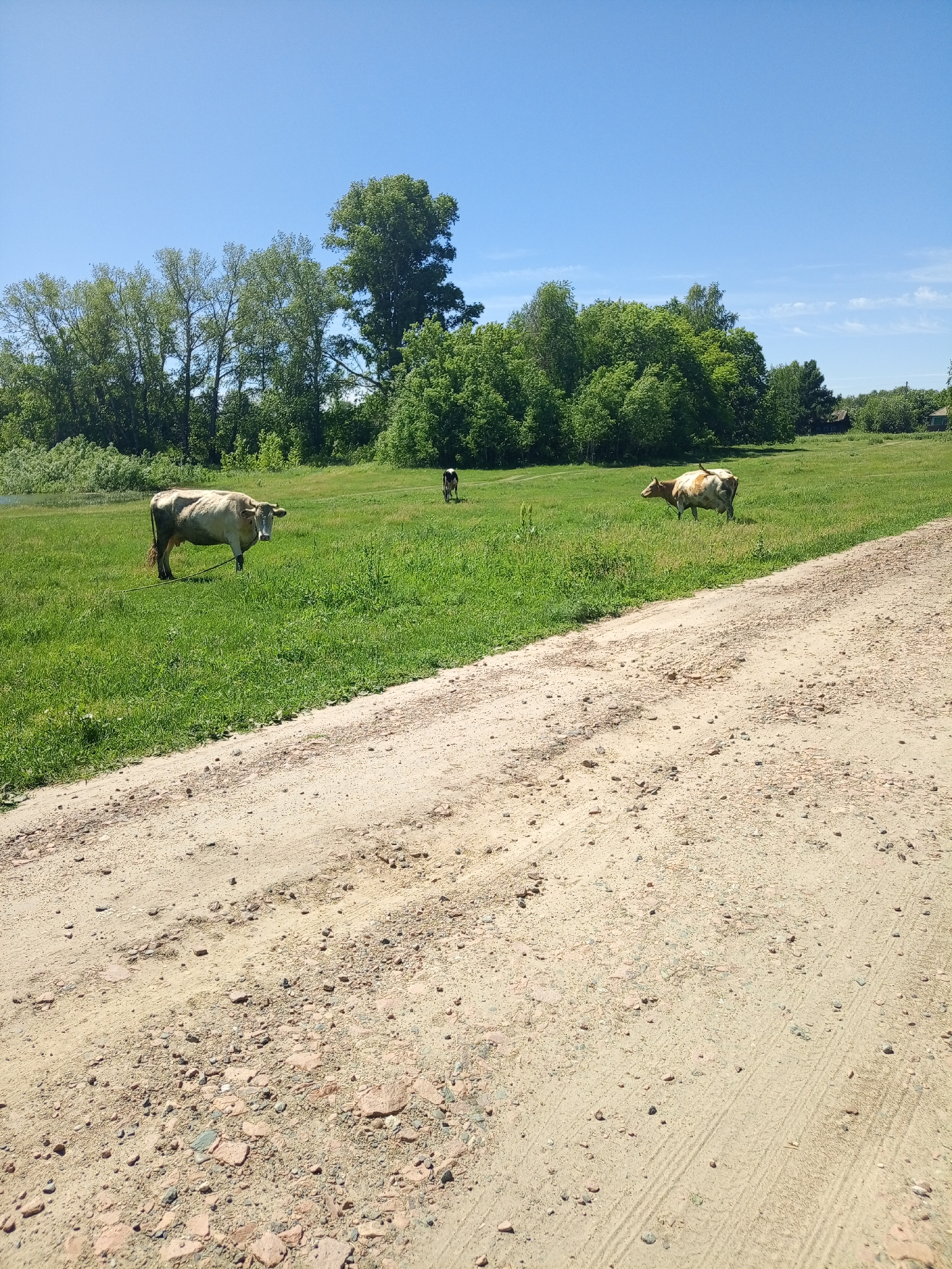 A dirt road cuts diagonally across the foreground of the image. Beyond the road, a lush green field stretches out, dotted with several cows. In the background, a dense line of trees forms a natural border. The sky above is a clear, bright blue. One cow is prominently featured in the mid-ground, facing the camera and tethered by a rope. Another cow is visible further in the field, grazing. A third, smaller cow is further in the distance. The scene is bathed in bright sunlight, suggesting a warm, clear day.
